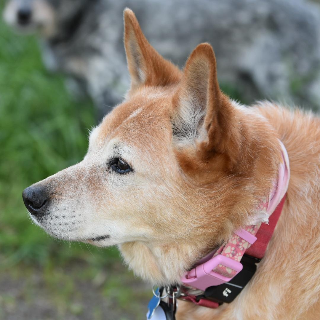 Enlarge Zevia , an adopted mixed breed in Oakville, WA image 4/6