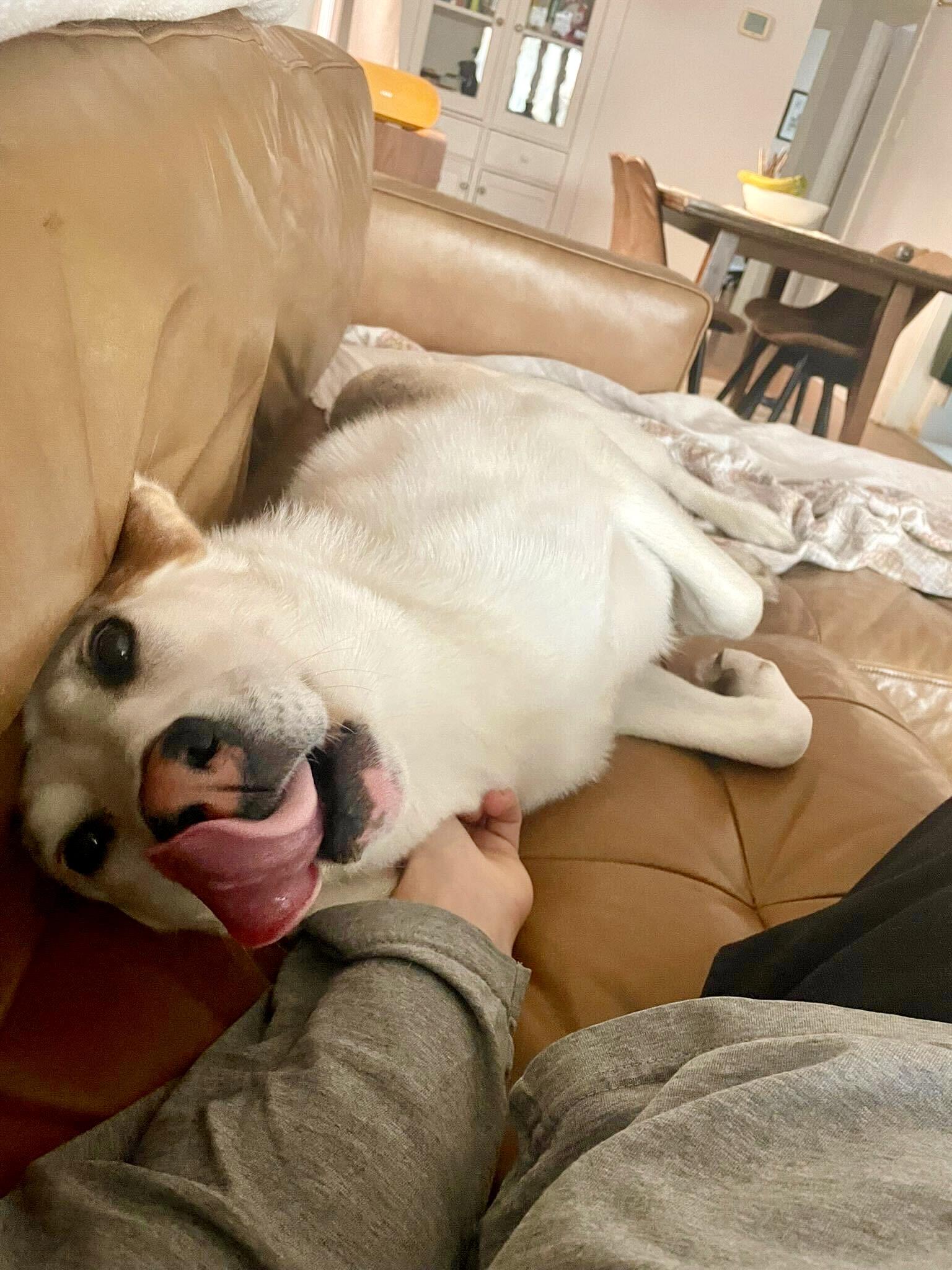 Enlarge Autumn, a Adoptable mixed breed in Toronto, ON image 3/6