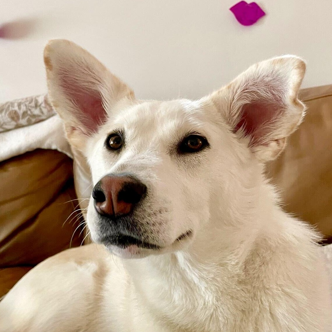 Autumn, Adoptable, Young Female Husky.