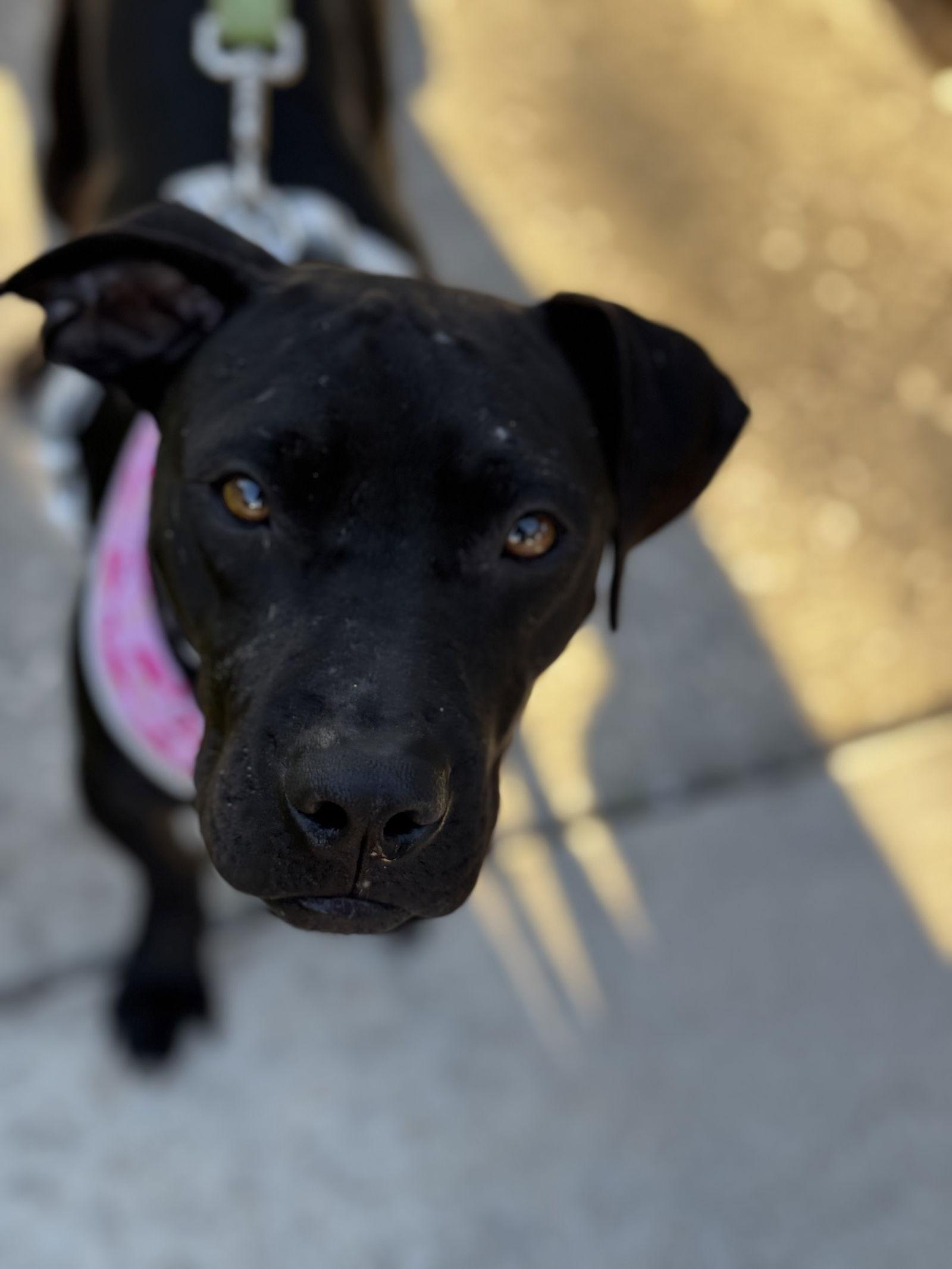 Minnie, a Adoptable Labrador Retriever in Orlando, FL image 1/3