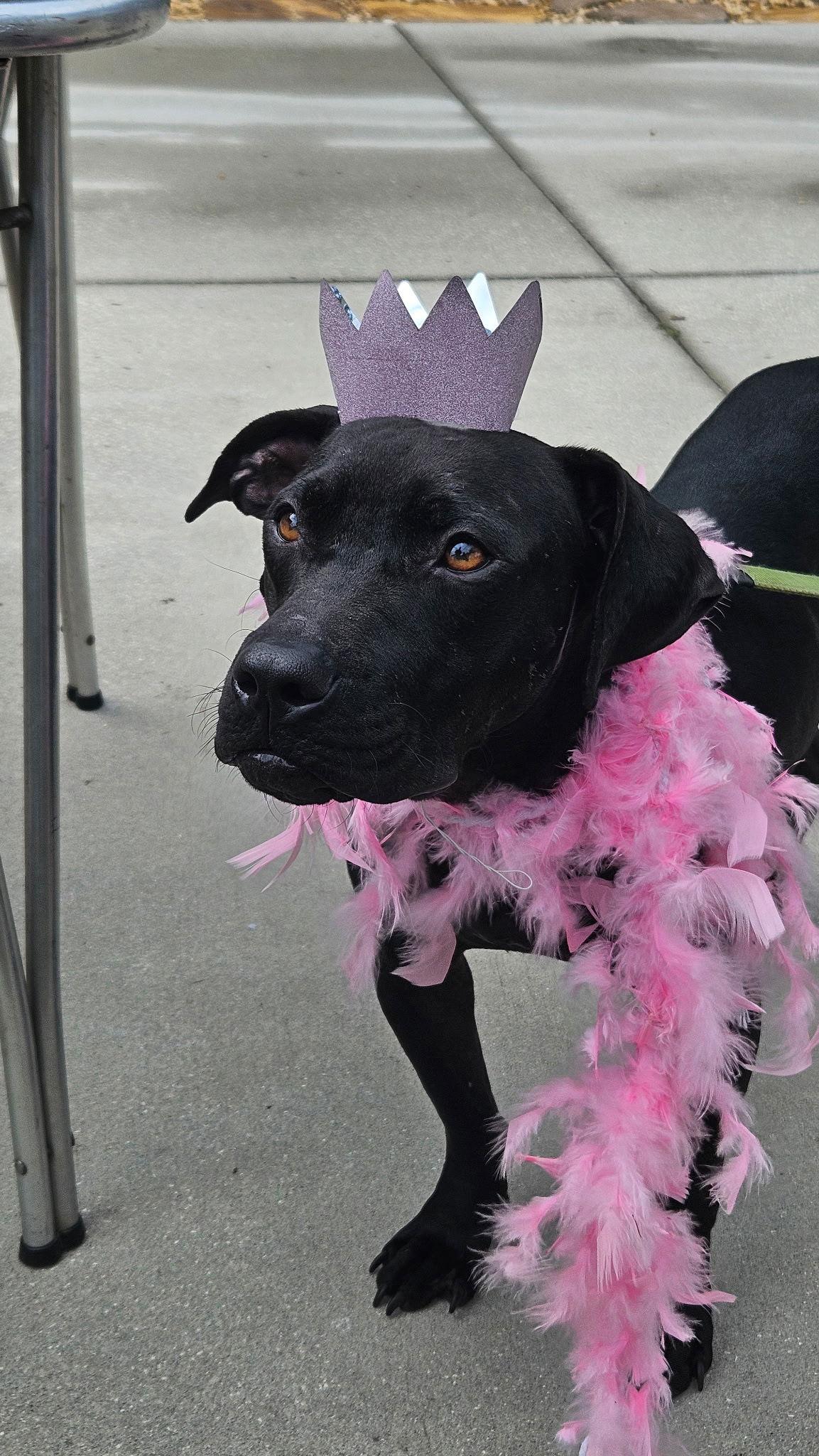 Minnie, a Adoptable Labrador Retriever in Orlando, FL image 2/3
