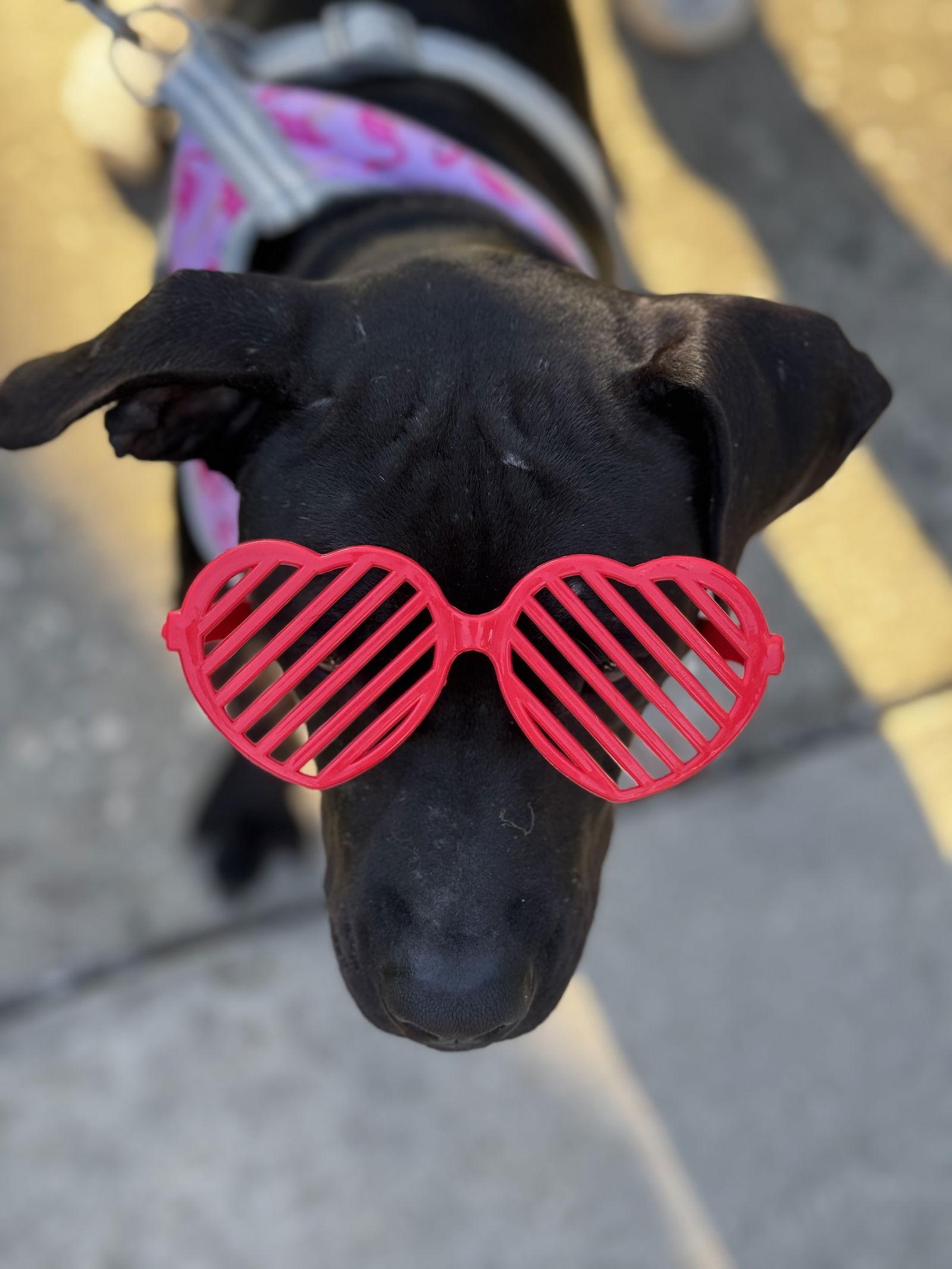 Minnie, a Adoptable Labrador Retriever in Orlando, FL image 3/3