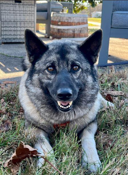 Cindi, a Adoptable Norwegian Elkhound in Mocksville, NC image 1/2