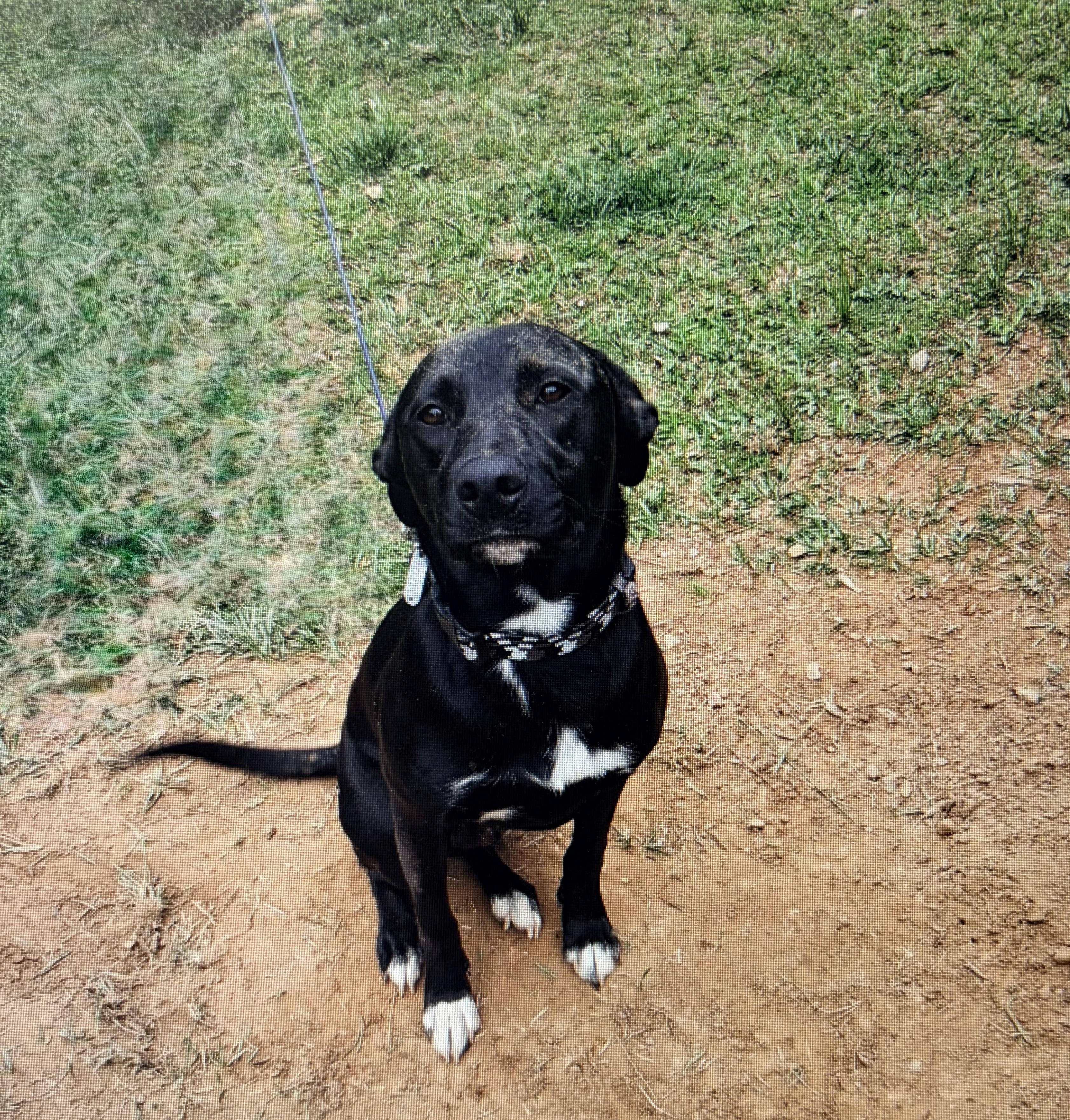 Max- Courtesy Linsting, a ADOPTABLE Pit Bull Terrier in Carthage, NC image 2/2