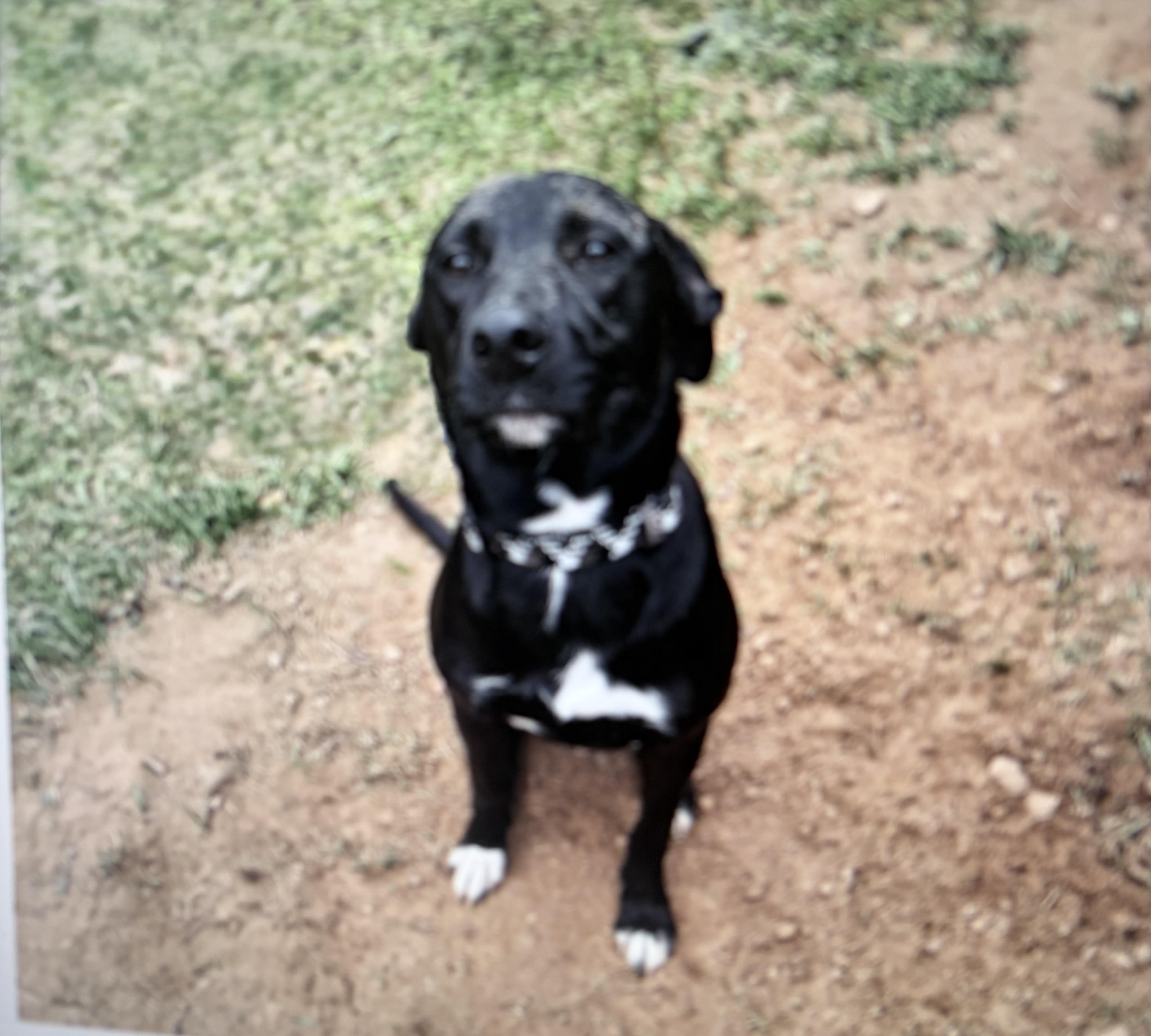 Max- Courtesy Linsting, ADOPTABLE, Young Male Pit Bull Terrier.