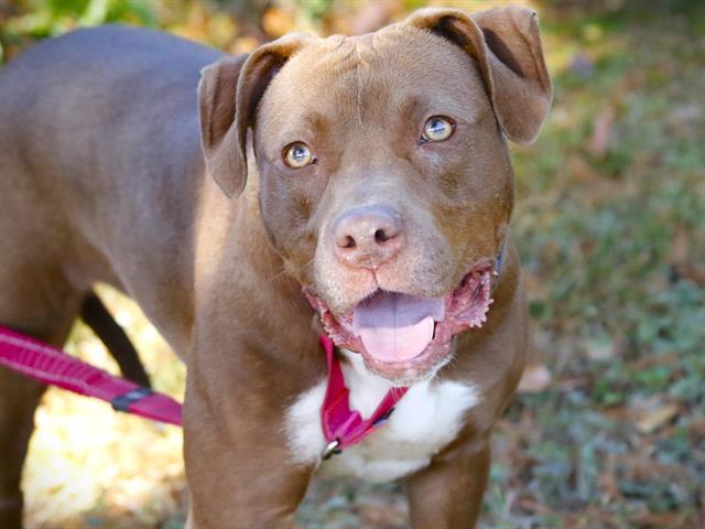 Enlarge SOCKS, a Adoptable mixed breed in Tallahassee, FL image 1/1