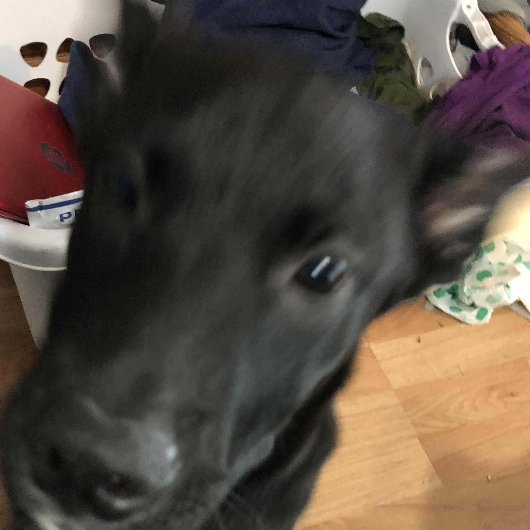 Enlarge Barry, a Adoptable Labrador Retriever in Austin, TX image 3/6