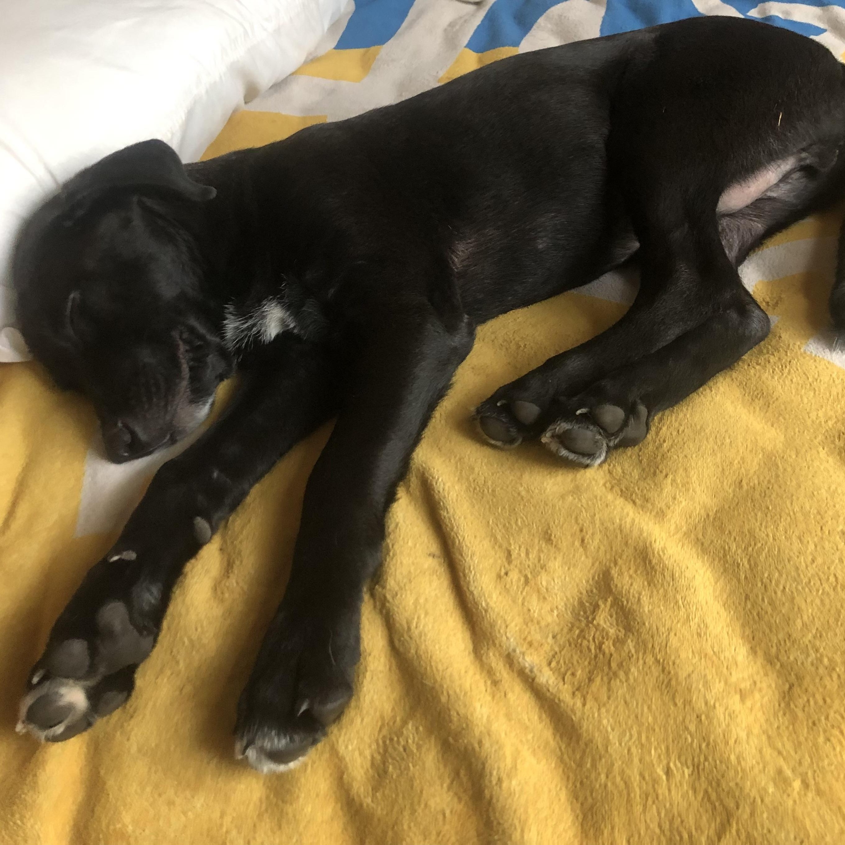 Barry, Adoptable, Young Male Labrador Retriever.