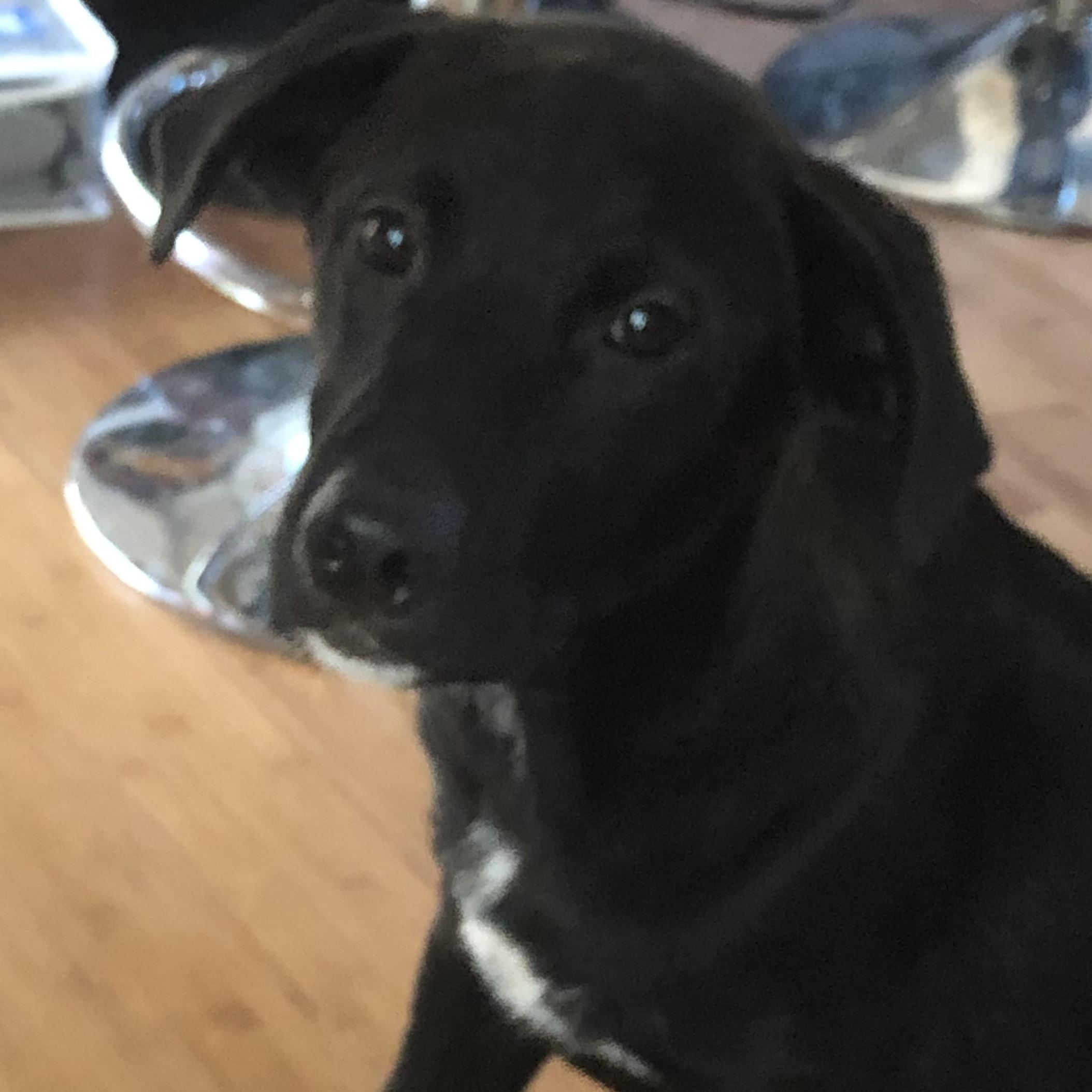 Enlarge Barry, a Adoptable Labrador Retriever in Austin, TX image 5/6