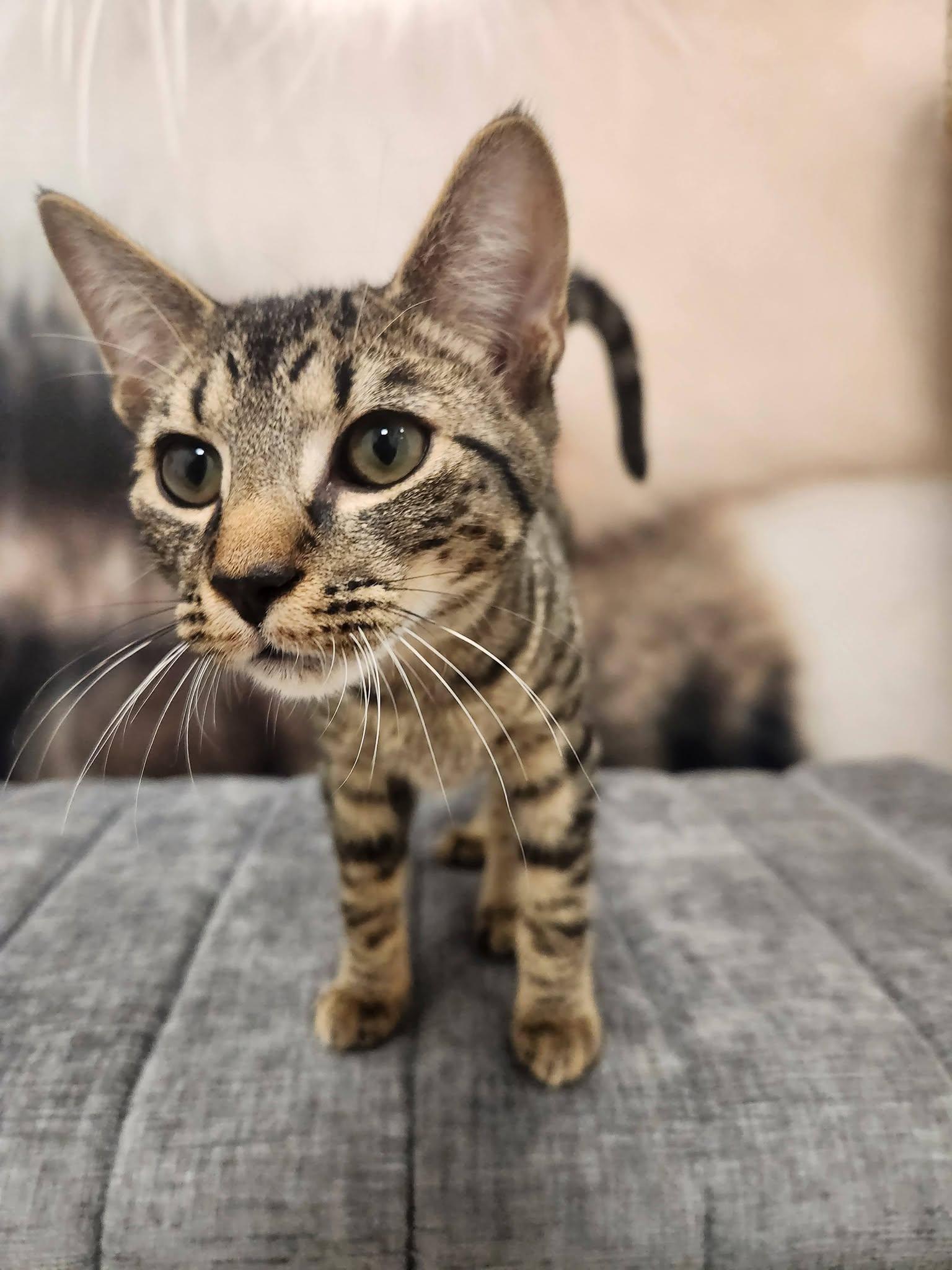 Enlarge Wiliwili, a Adoptable Domestic Short Hair in Apex, NC image 2/6