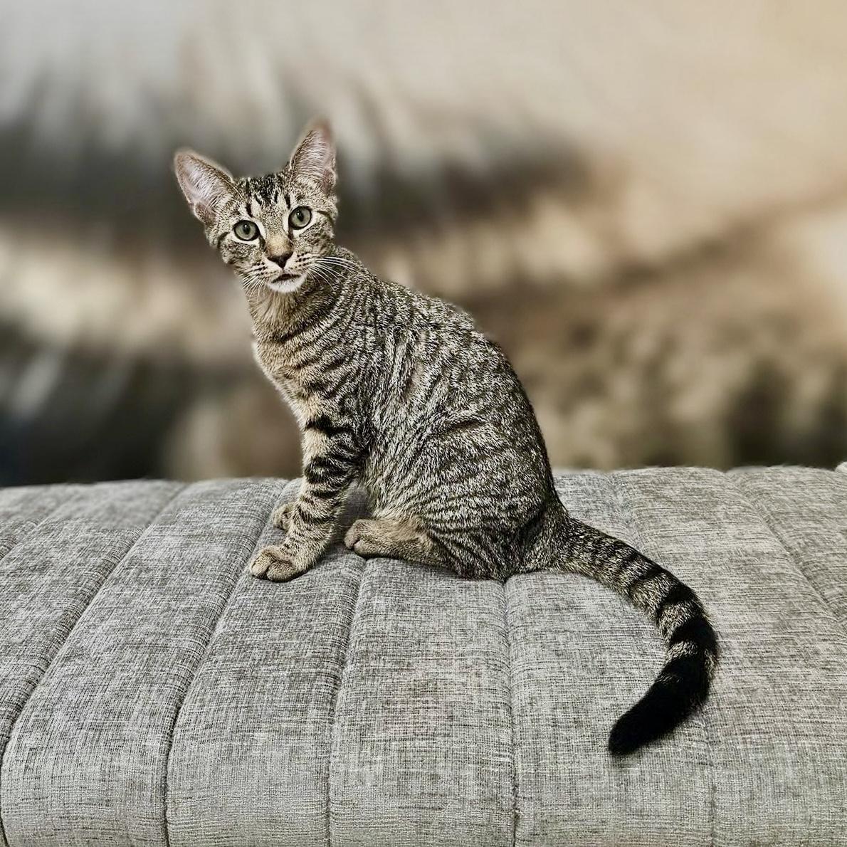 Enlarge Wiliwili, a Adoptable Domestic Short Hair in Apex, NC image 3/6