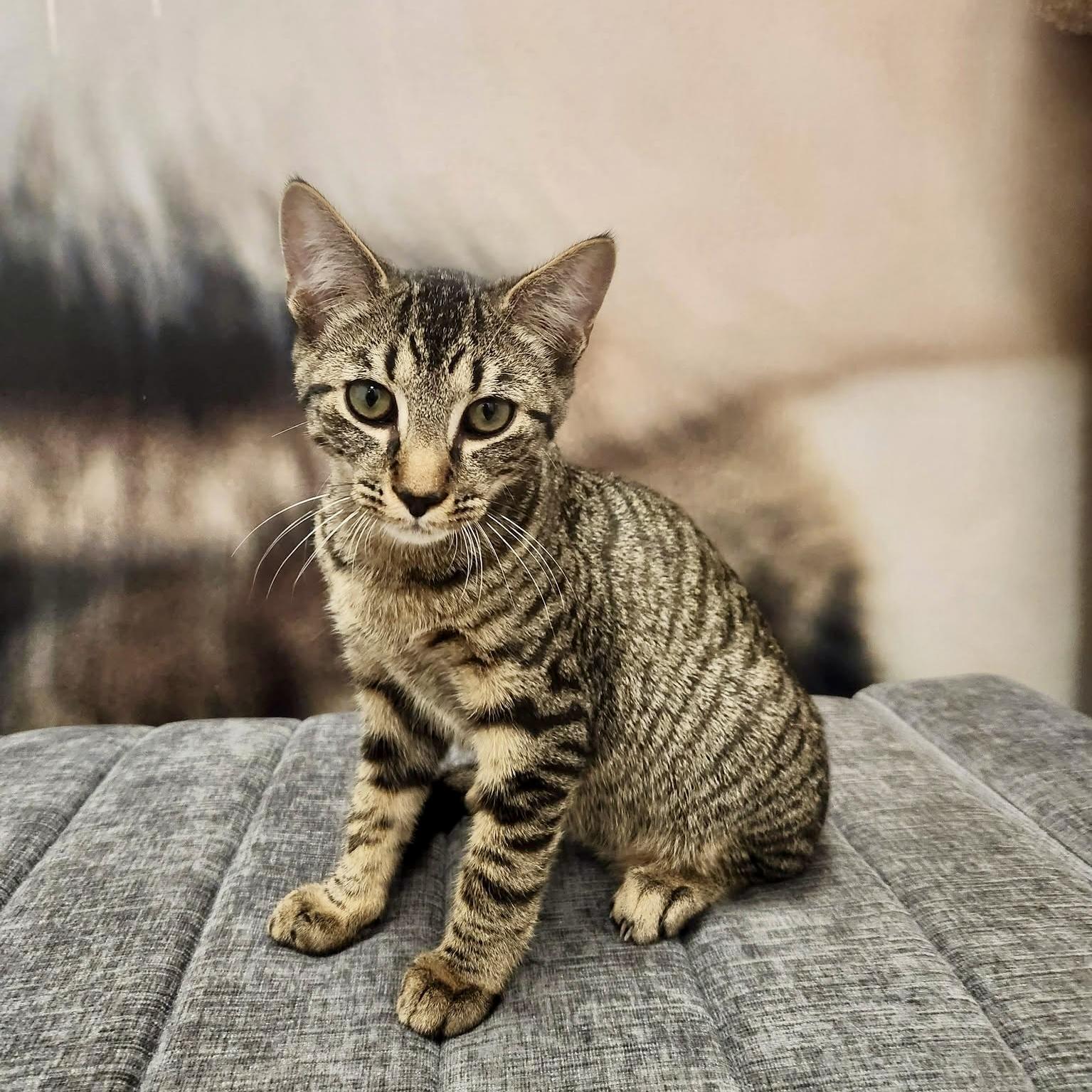 Enlarge Wiliwili, a Adoptable Domestic Short Hair in Apex, NC image 5/6