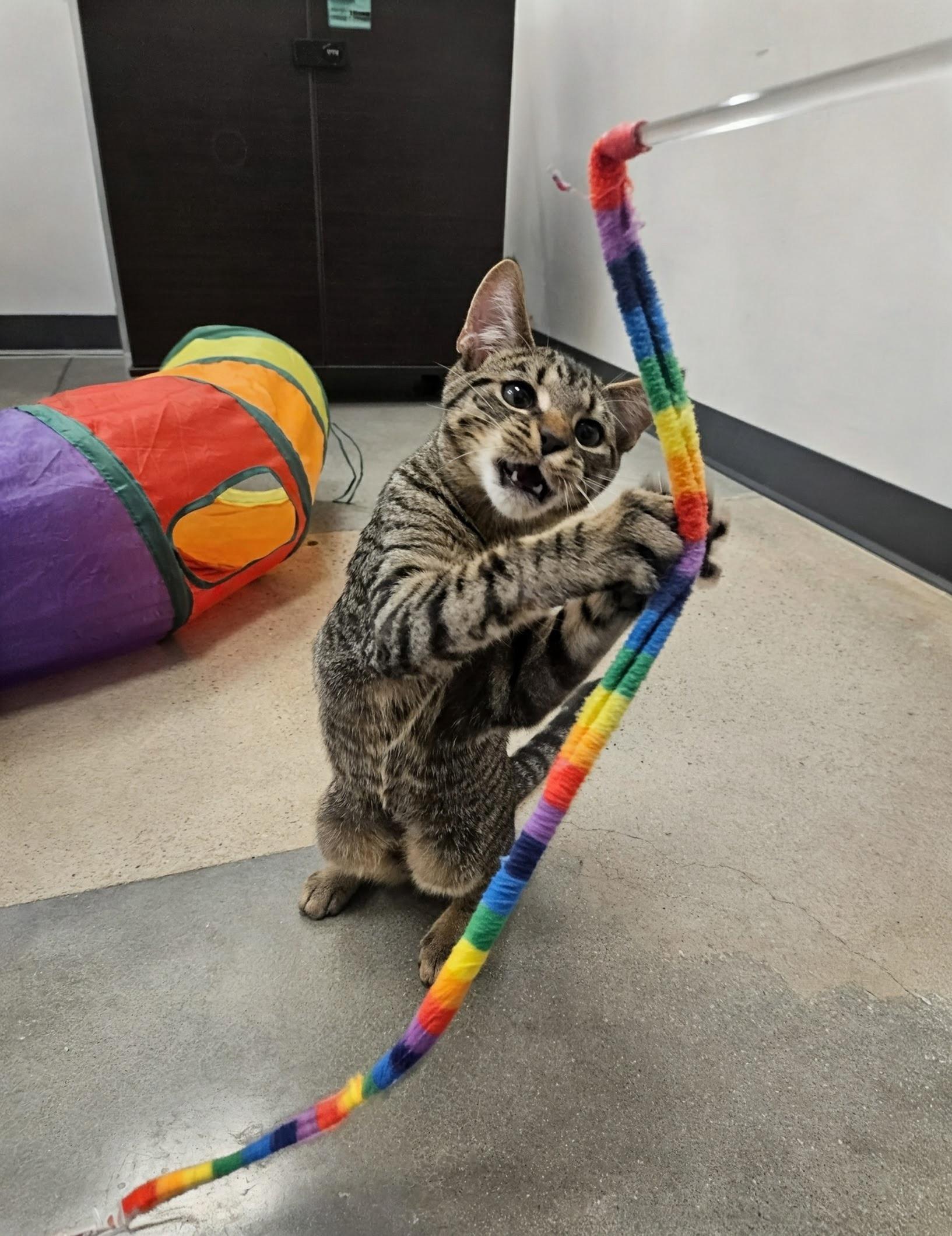 Enlarge Wiliwili, a Adoptable Domestic Short Hair in Apex, NC image 4/6
