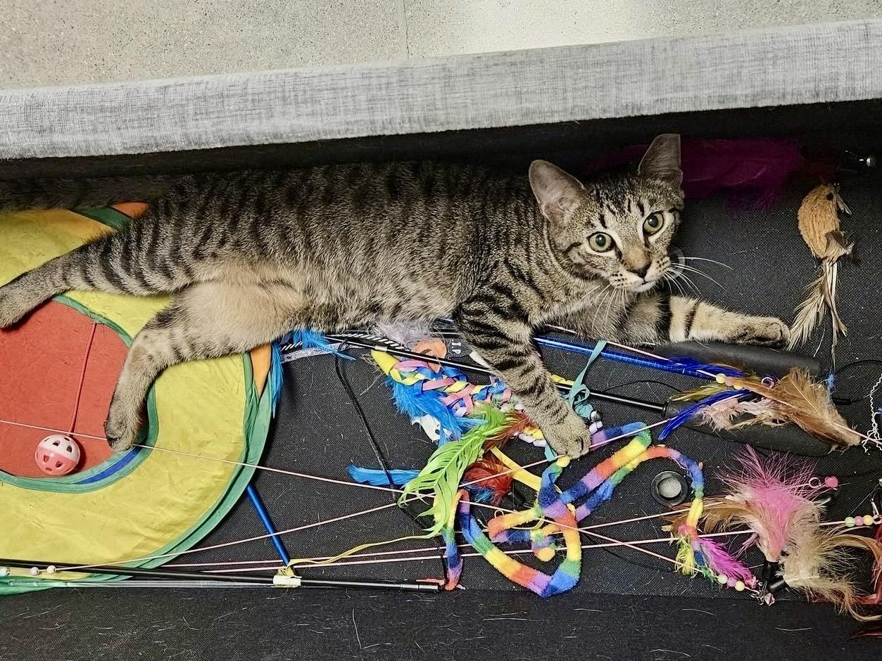 Enlarge Wiliwili, a Adoptable Domestic Short Hair in Apex, NC image 6/6
