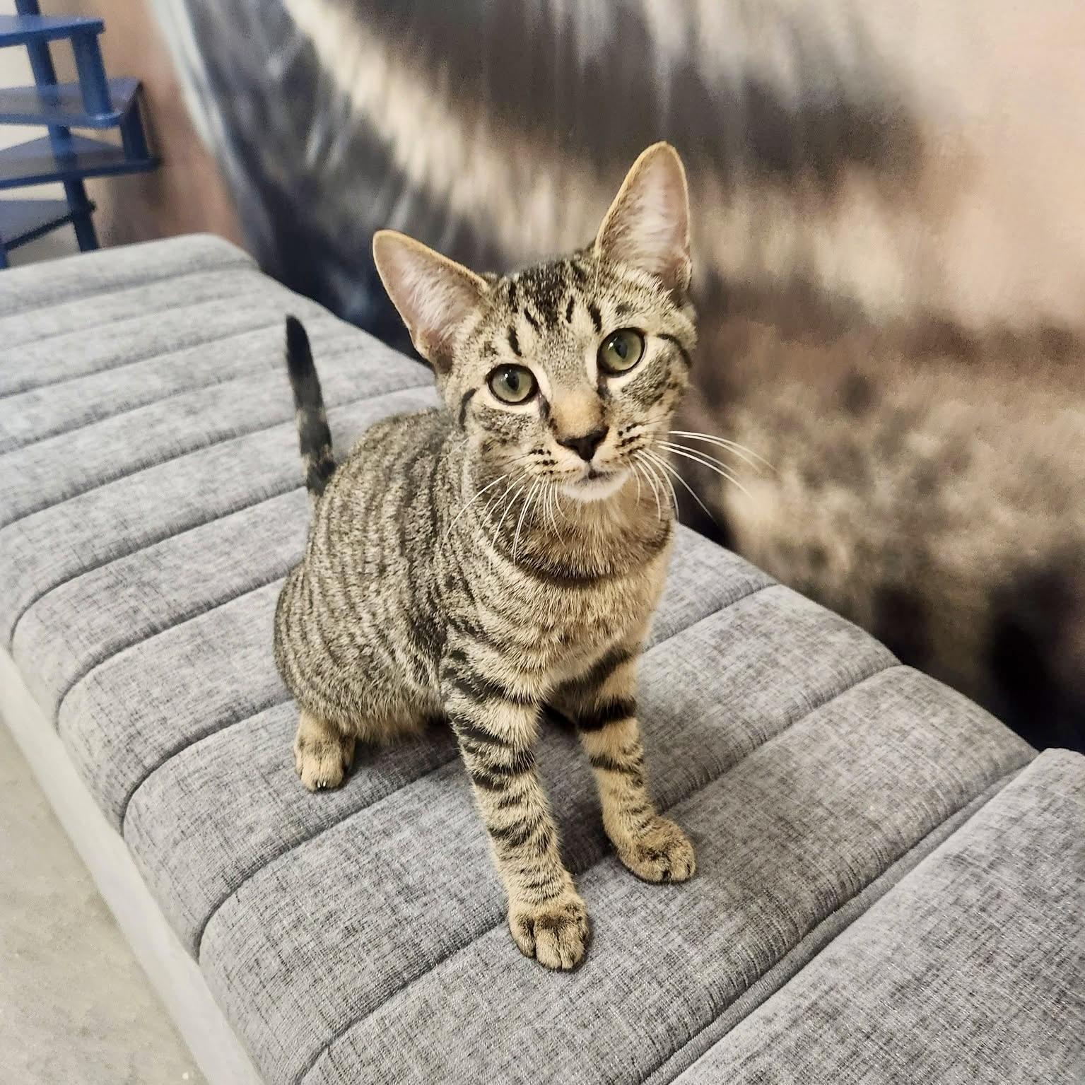 Wiliwili, Adoptable, Kitten Male Domestic Short Hair.