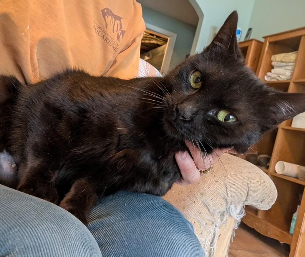 Enlarge Timid, a Adoptable Domestic Short Hair in Louisa, VA image 1/3