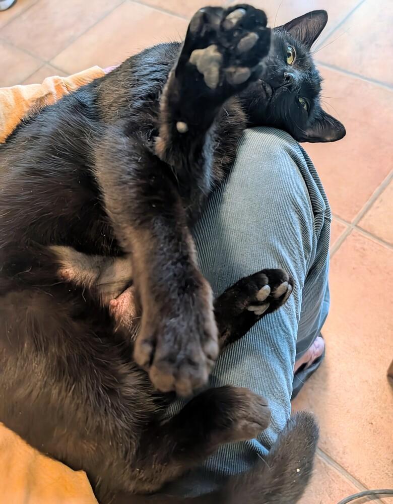 Enlarge Timid, a Adoptable Domestic Short Hair in Louisa, VA image 2/3