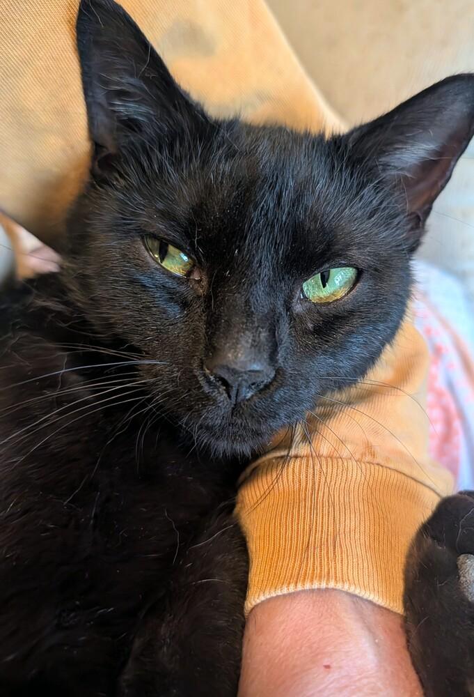 Enlarge Timid, a Adoptable Domestic Short Hair in Louisa, VA image 3/3