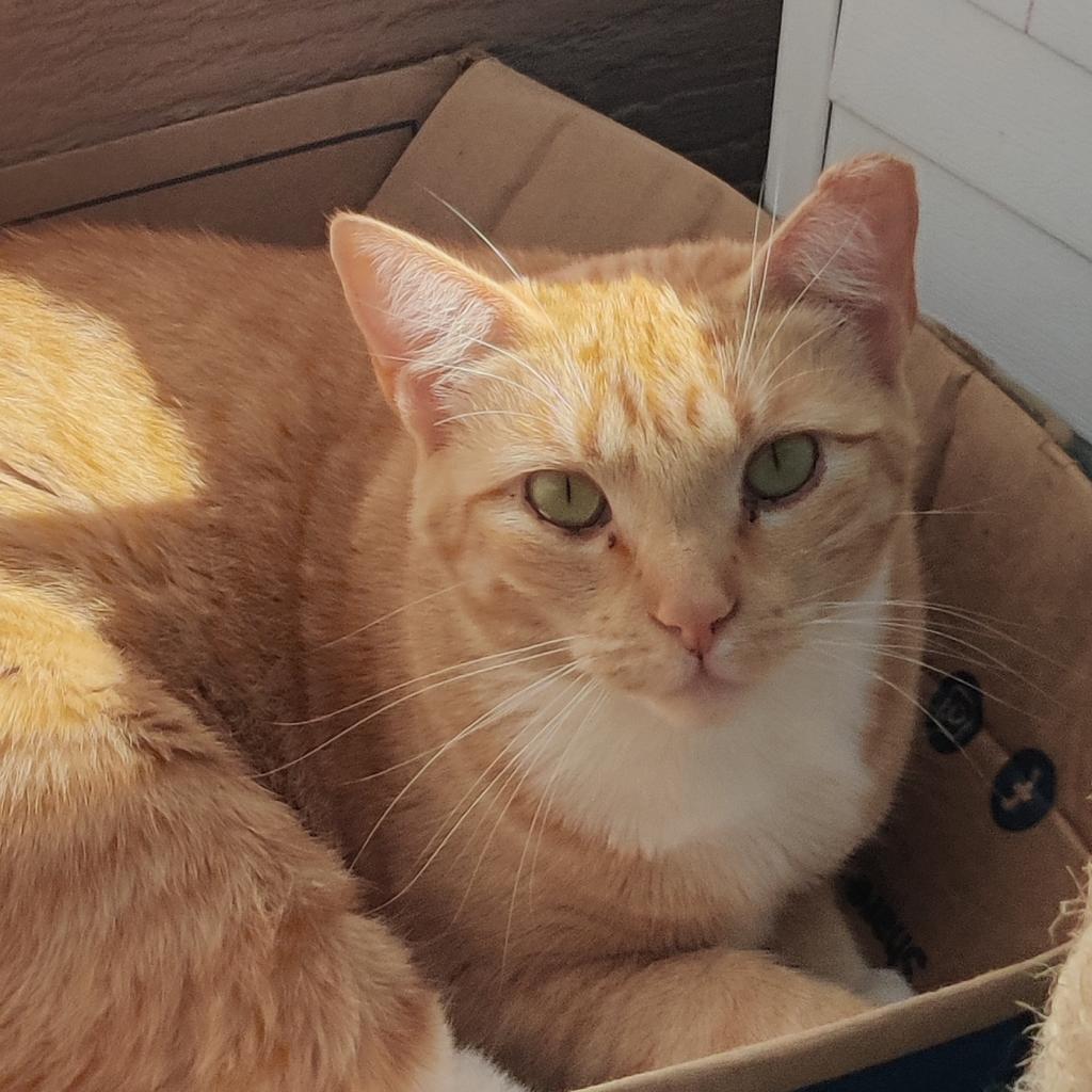 Hera, a Adoptable Domestic Short Hair in San Pablo, CA image 1/2