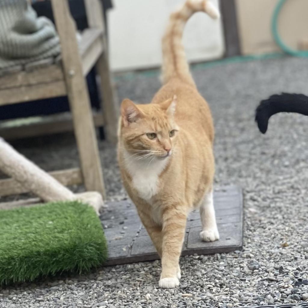 Hera, a Adoptable Domestic Short Hair in San Pablo, CA image 2/2