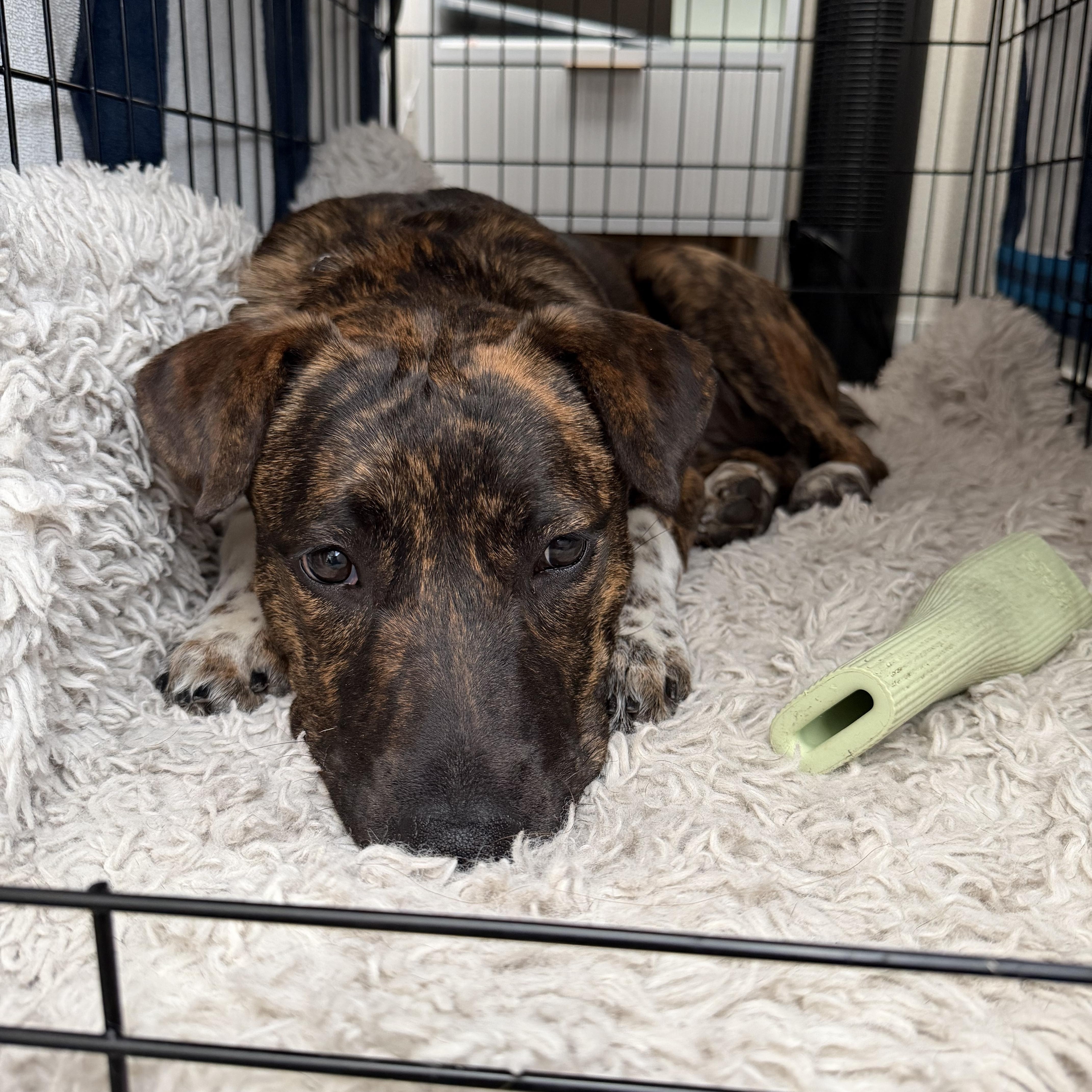 Enlarge Tanga, a Adoptable mixed breed in Colorado Springs, CO image 2/4