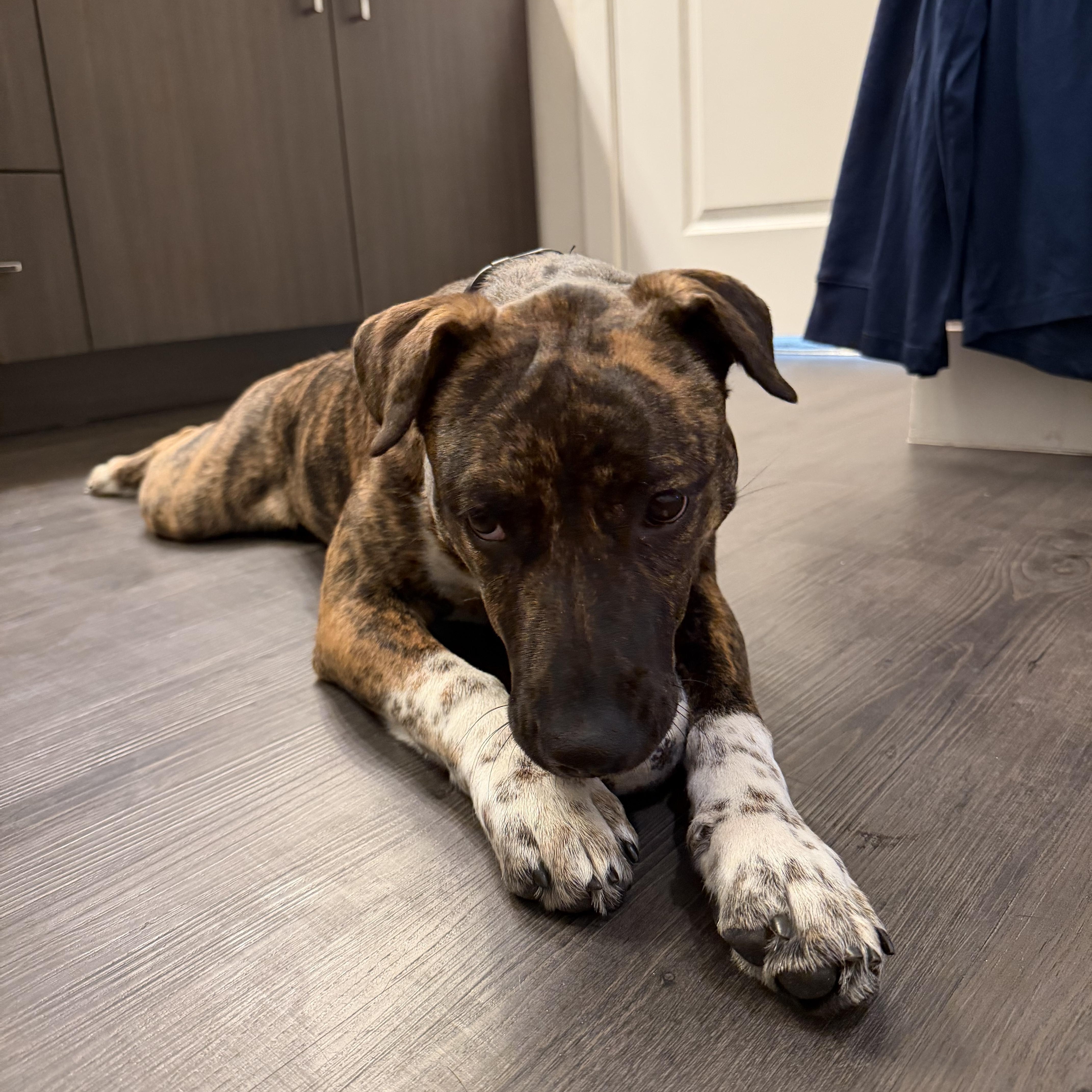 Enlarge Tanga, a Adoptable mixed breed in Colorado Springs, CO image 1/4