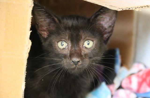 SPARKLE*, Adoptable, Kitten Male Domestic Short Hair.