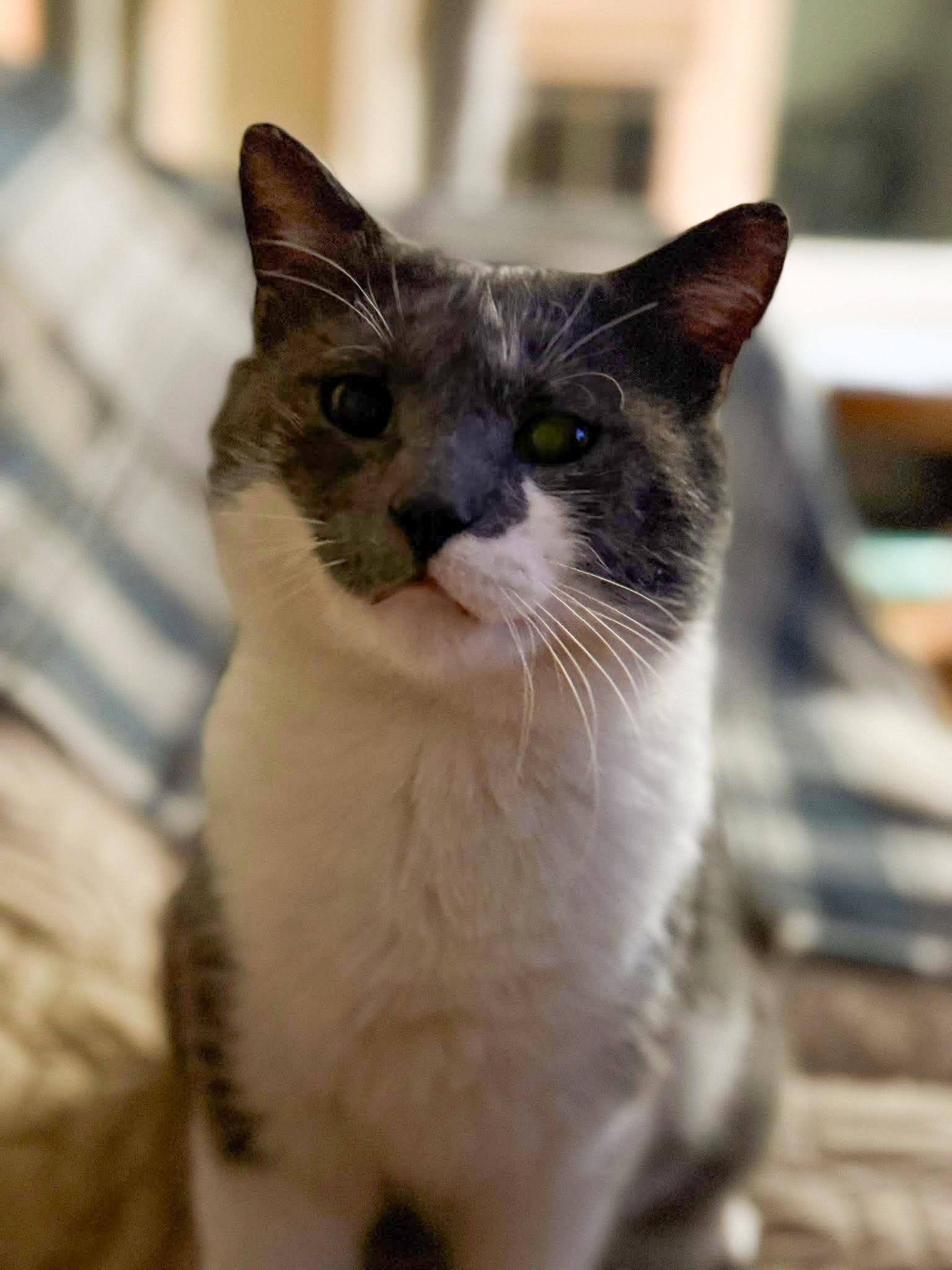 Ramsey, Young Male Domestic Short Hair