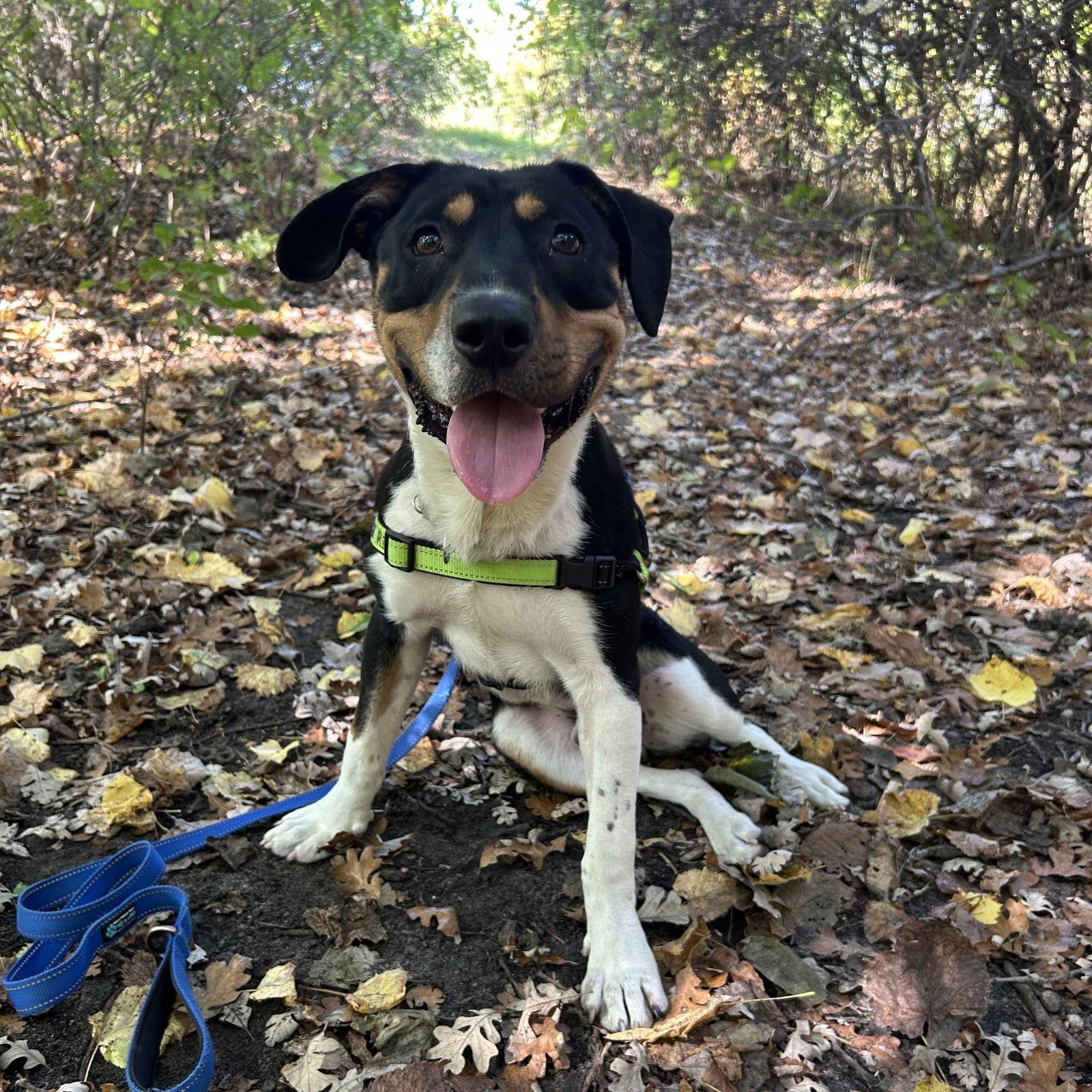 Rick Astley, Adoptable, Adult Male Terrier.