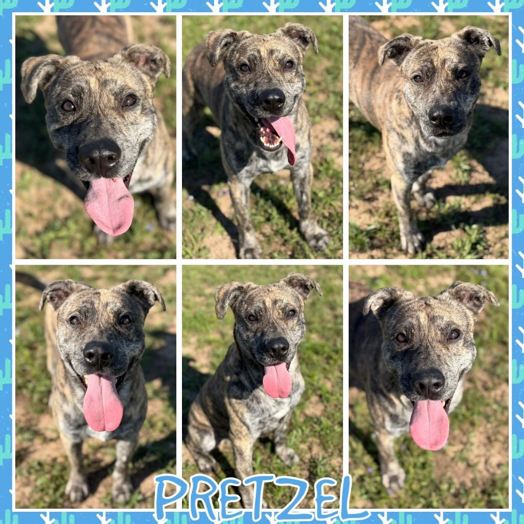 Pretzel, Adoptable, Adult Male Plott Hound & Mixed Breed.