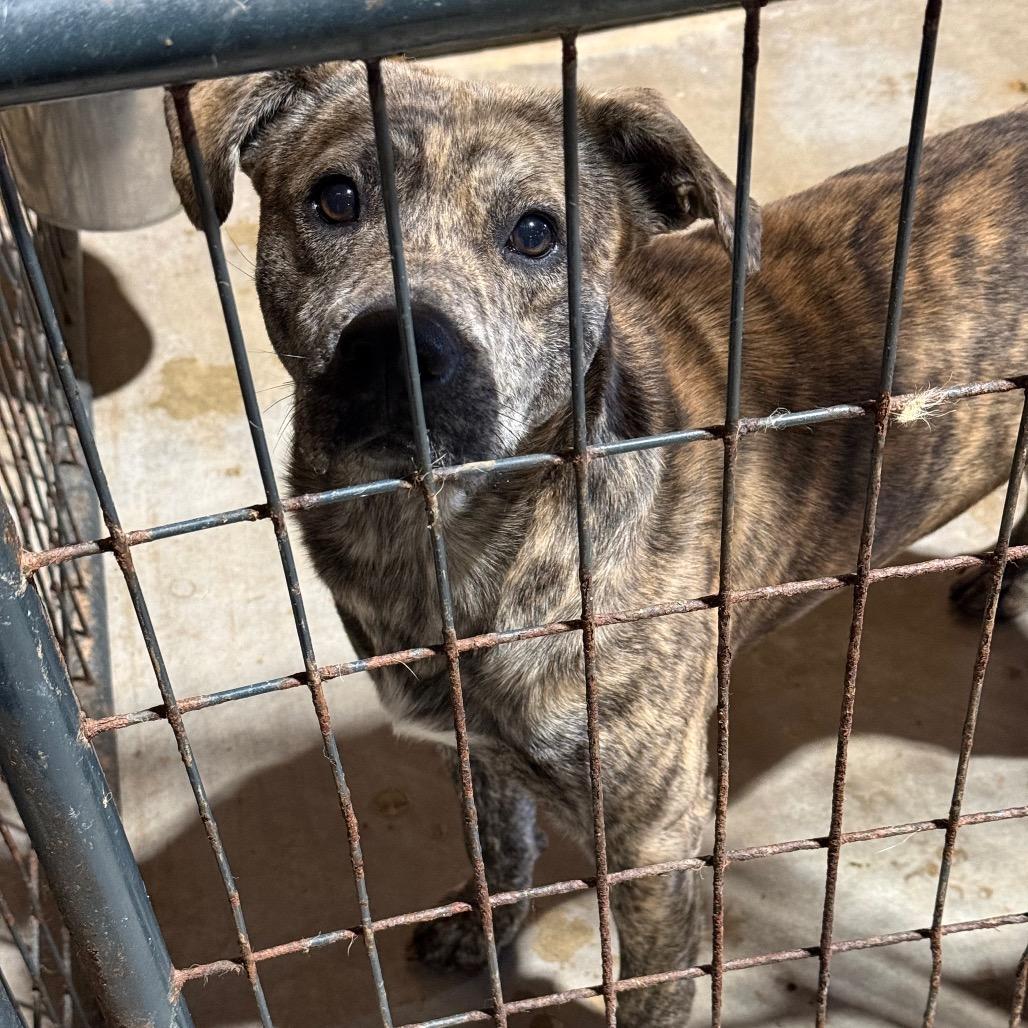Enlarge Pretzel, a Adoptable mixed breed in Fort Smith, AR image 2/3