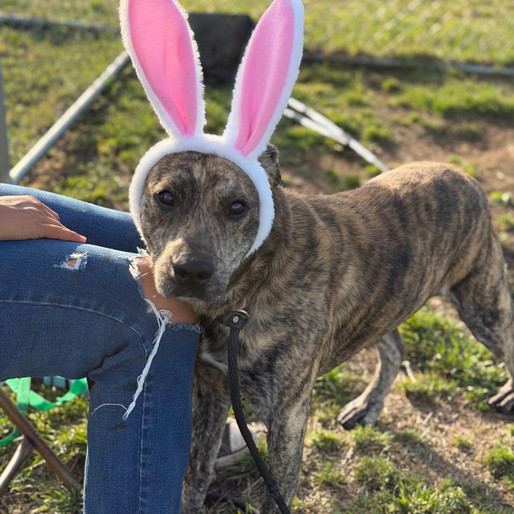 Enlarge Pretzel, a Adoptable mixed breed in Fort Smith, AR image 3/3