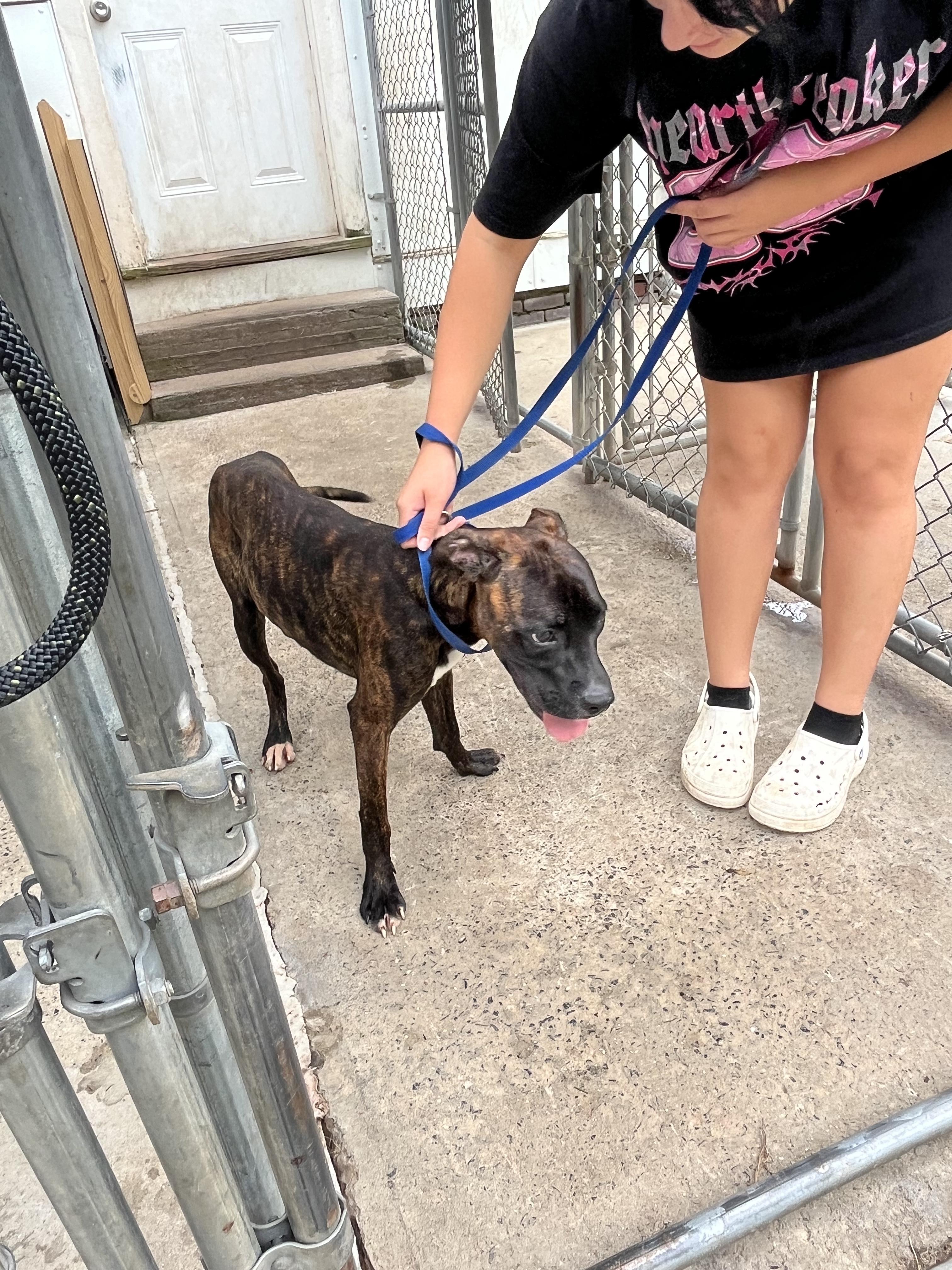 Enlarge Blue, a Adoptable mixed breed in West Springfield, MA image 1/1