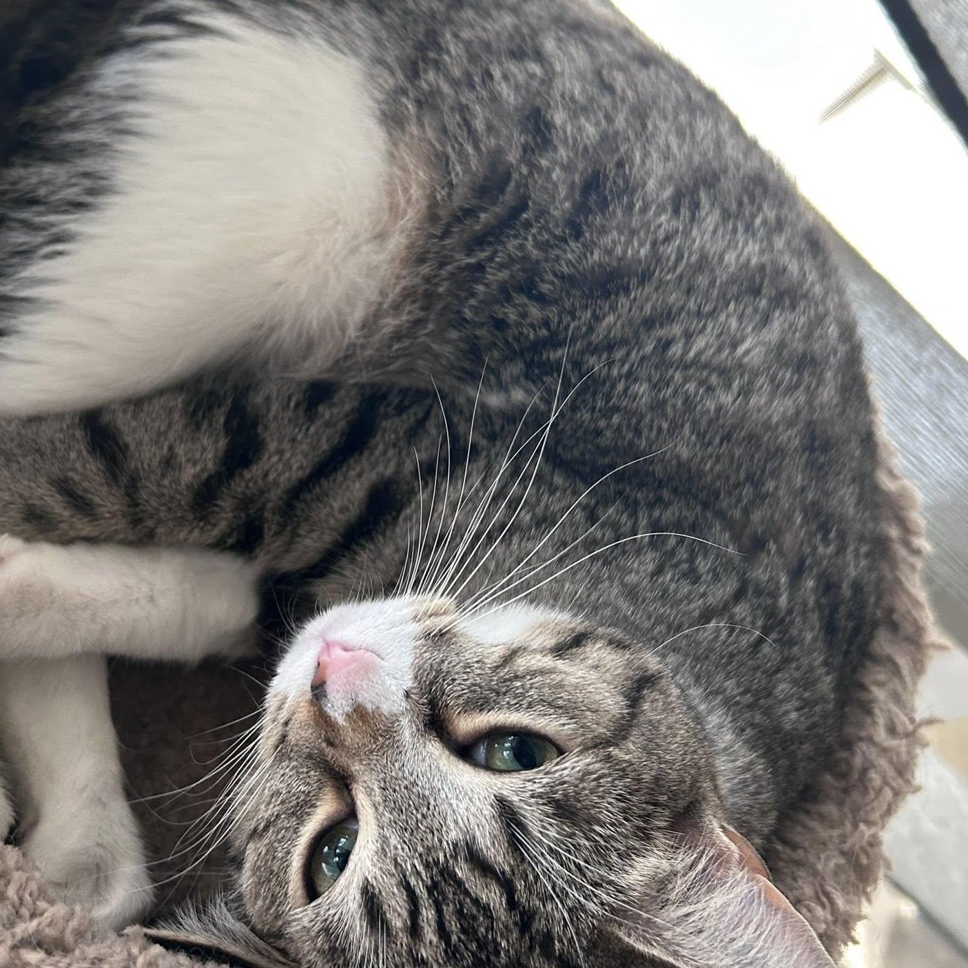 Enlarge Peter, a Adoptable Domestic Short Hair in Bryson City, NC image 3/3