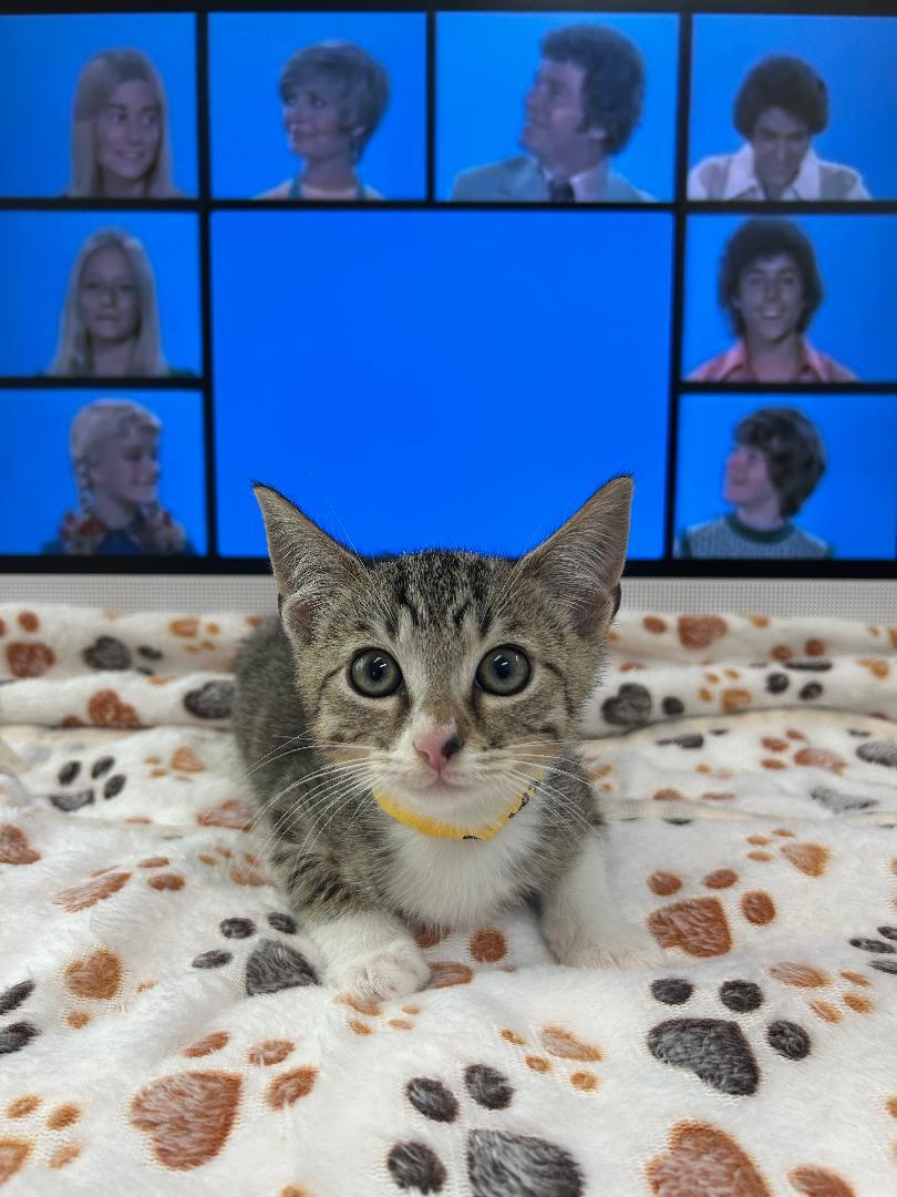 Peter, Adoptable, Kitten Male Domestic Short Hair.