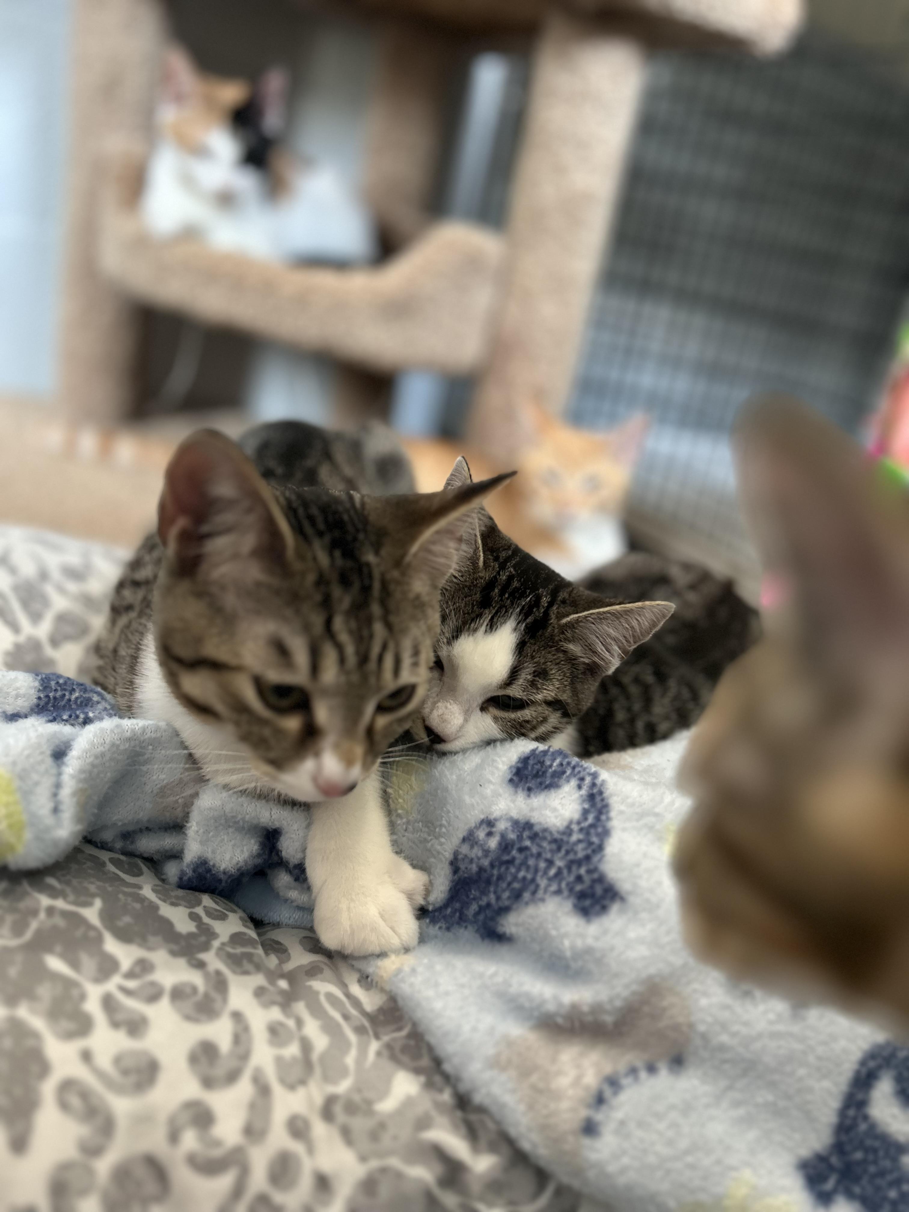 Peter, a Adoptable Domestic Short Hair in Bryson City, NC image 2/2