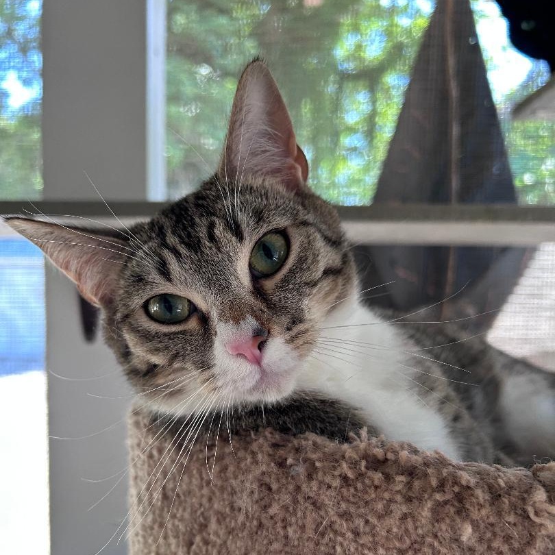 Peter, Adoptable, Young Male Domestic Short Hair.