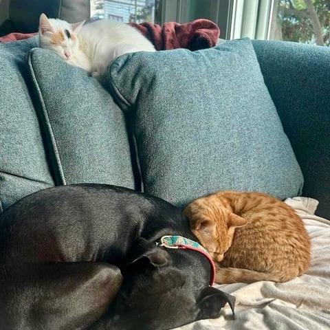 Happy, Adoptable, Young Female Domestic Short Hair.