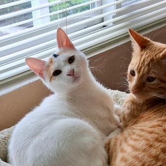 Enlarge Happy, a Adoptable Domestic Short Hair in Pacifica, CA image 2/6