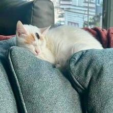 Enlarge Happy, a Adoptable Domestic Short Hair in Pacifica, CA image 3/6