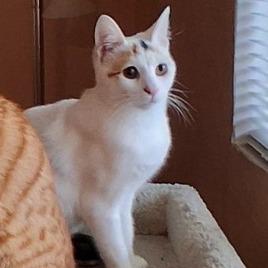 Enlarge Happy, a Adoptable Domestic Short Hair in Pacifica, CA image 6/6