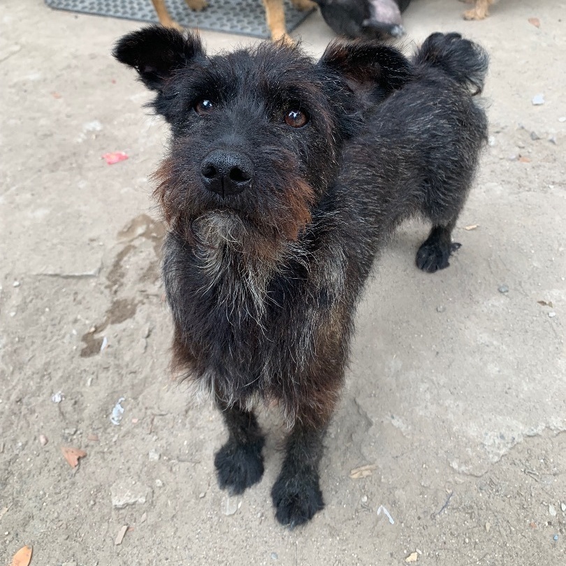 Muñeco, a Adoptable mixed breed in Chula Vista, CA image 3/3