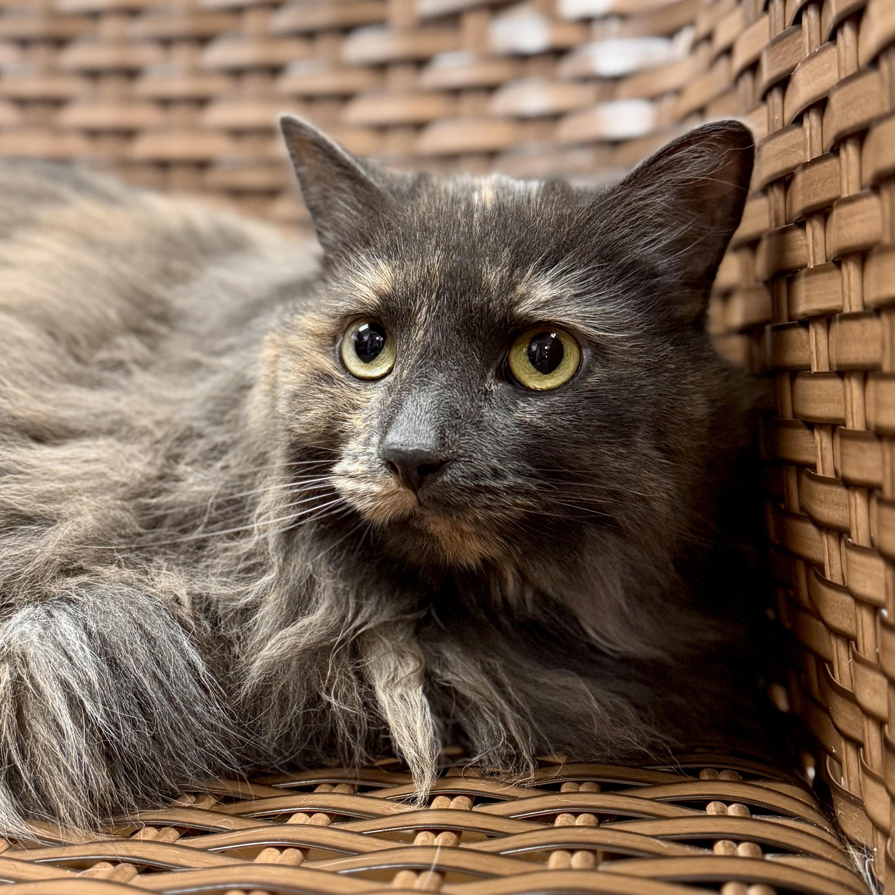Jemma, ADOPTABLE, Adult Female Domestic Long Hair.