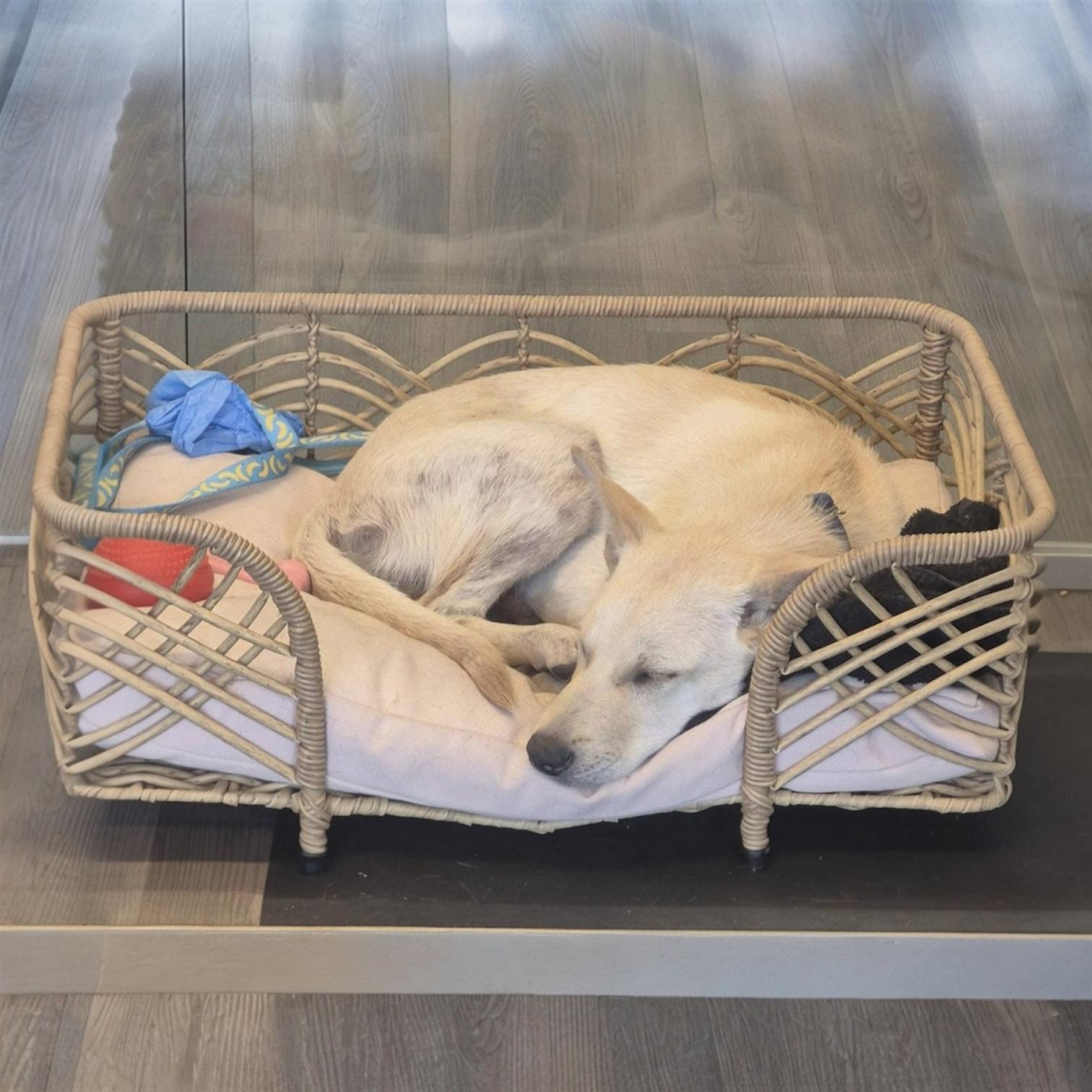Loki, adopted, Puppy Male Carolina Dog & Yellow Labrador Retriever.