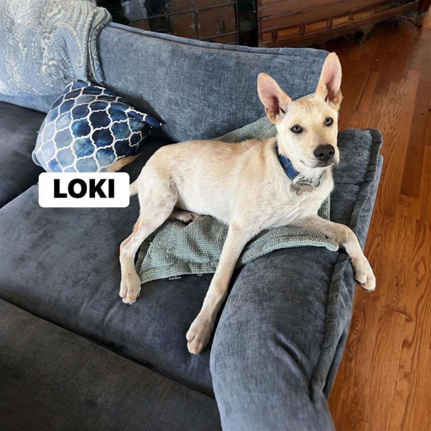 Loki, an adopted mixed breed in Hillsborough, NJ image 3/4