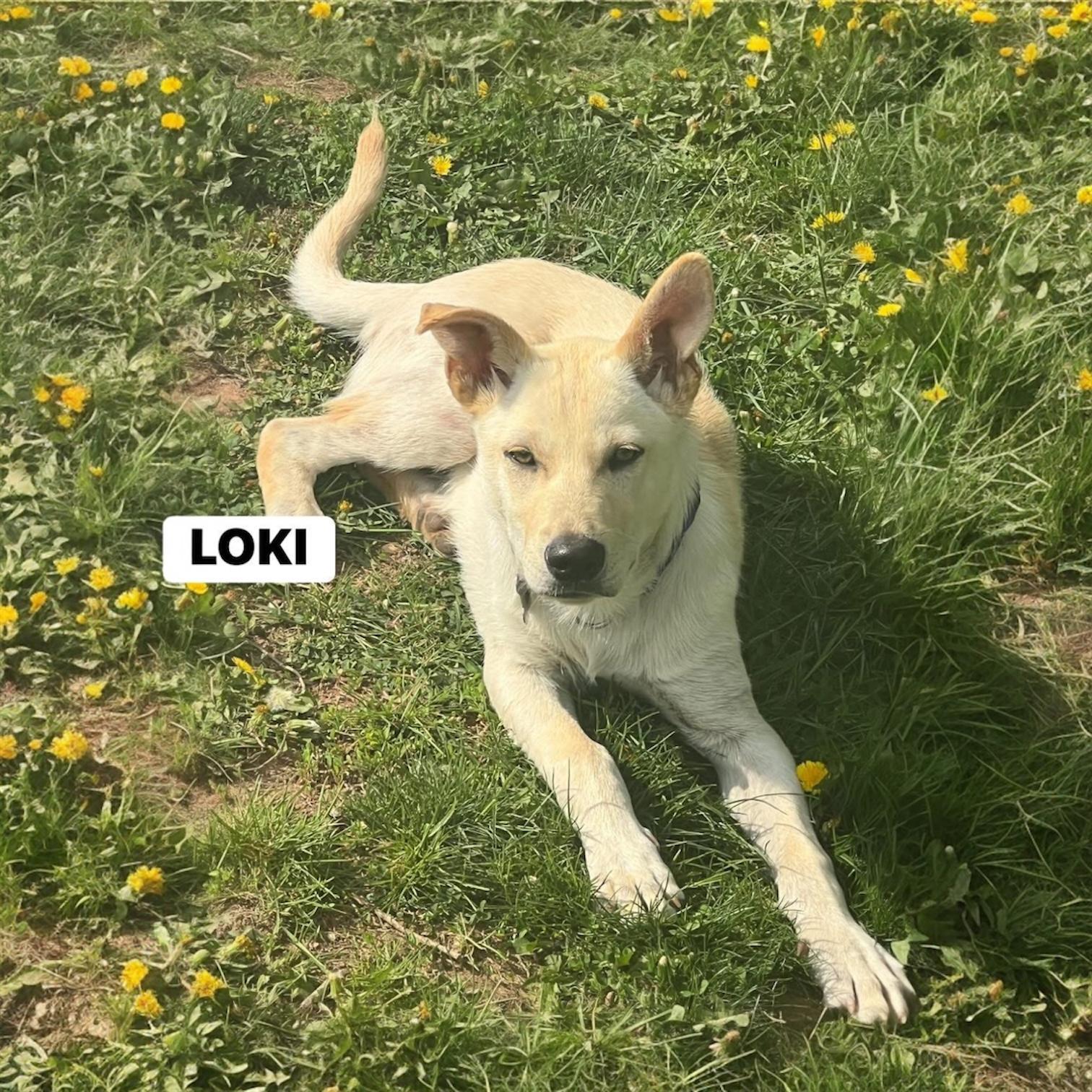 Loki, an adopted mixed breed in Hillsborough, NJ image 2/4