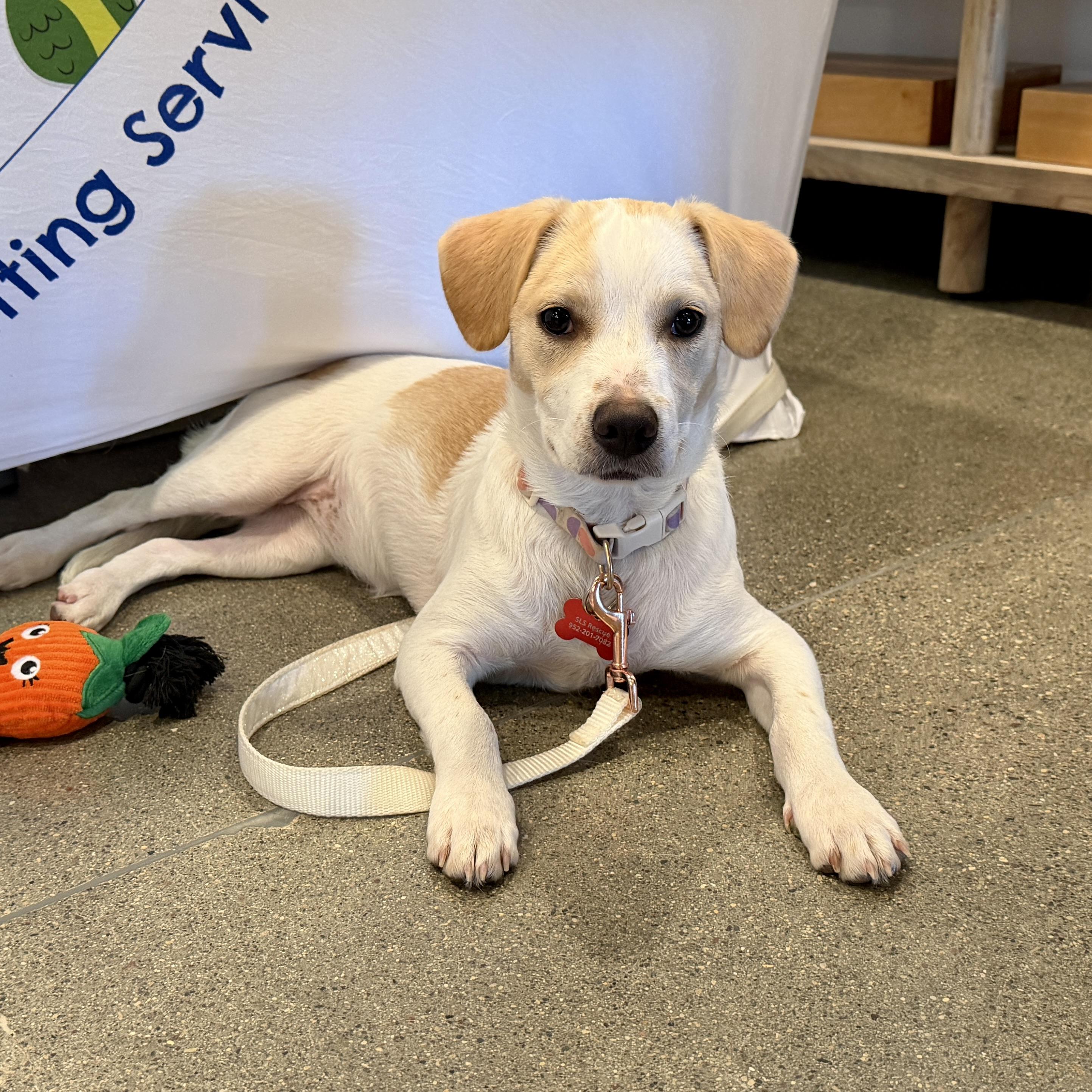 Enlarge Annie, a Adoptable mixed breed in Prior Lake, MN image 3/6