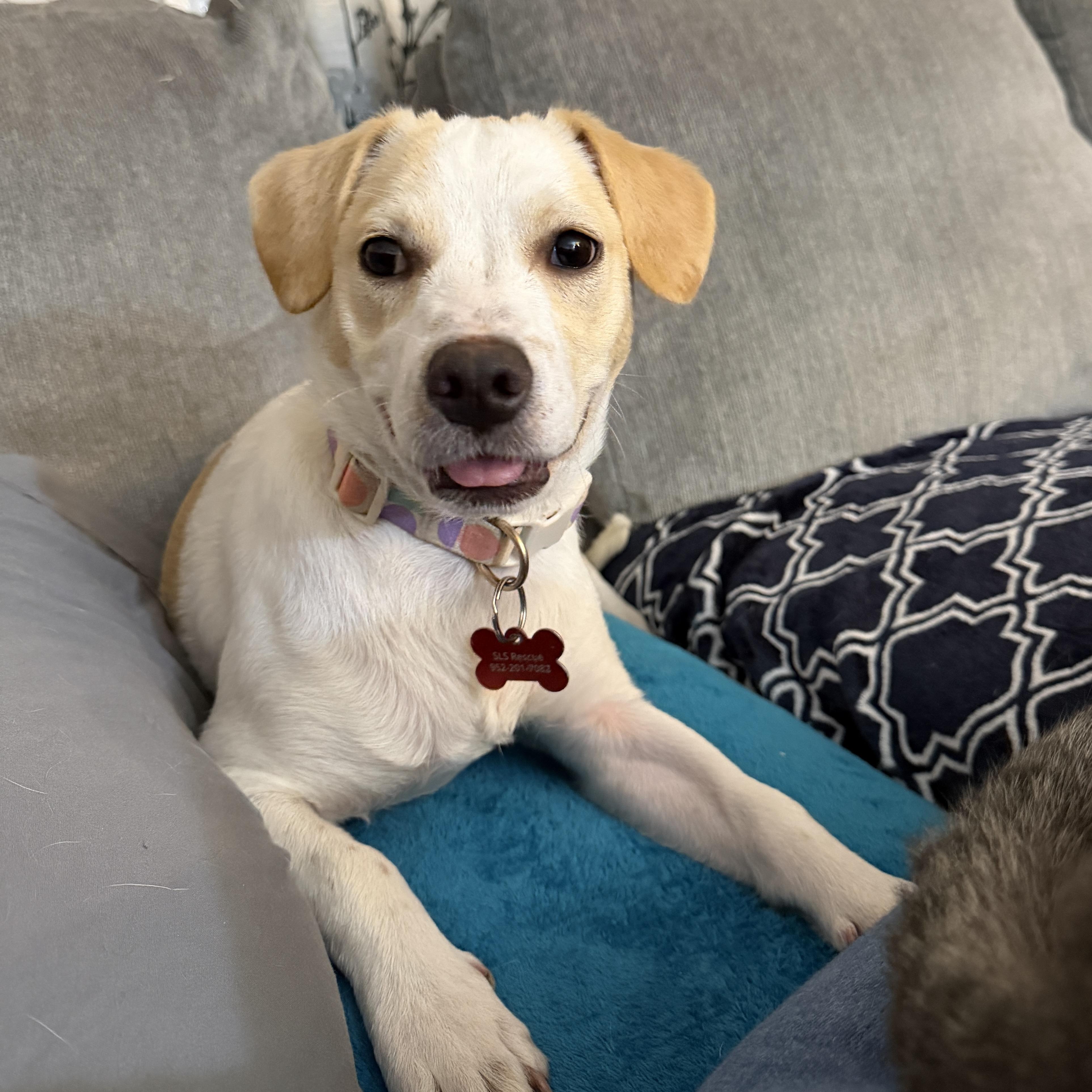 Enlarge Annie, a Adoptable mixed breed in Prior Lake, MN image 1/6
