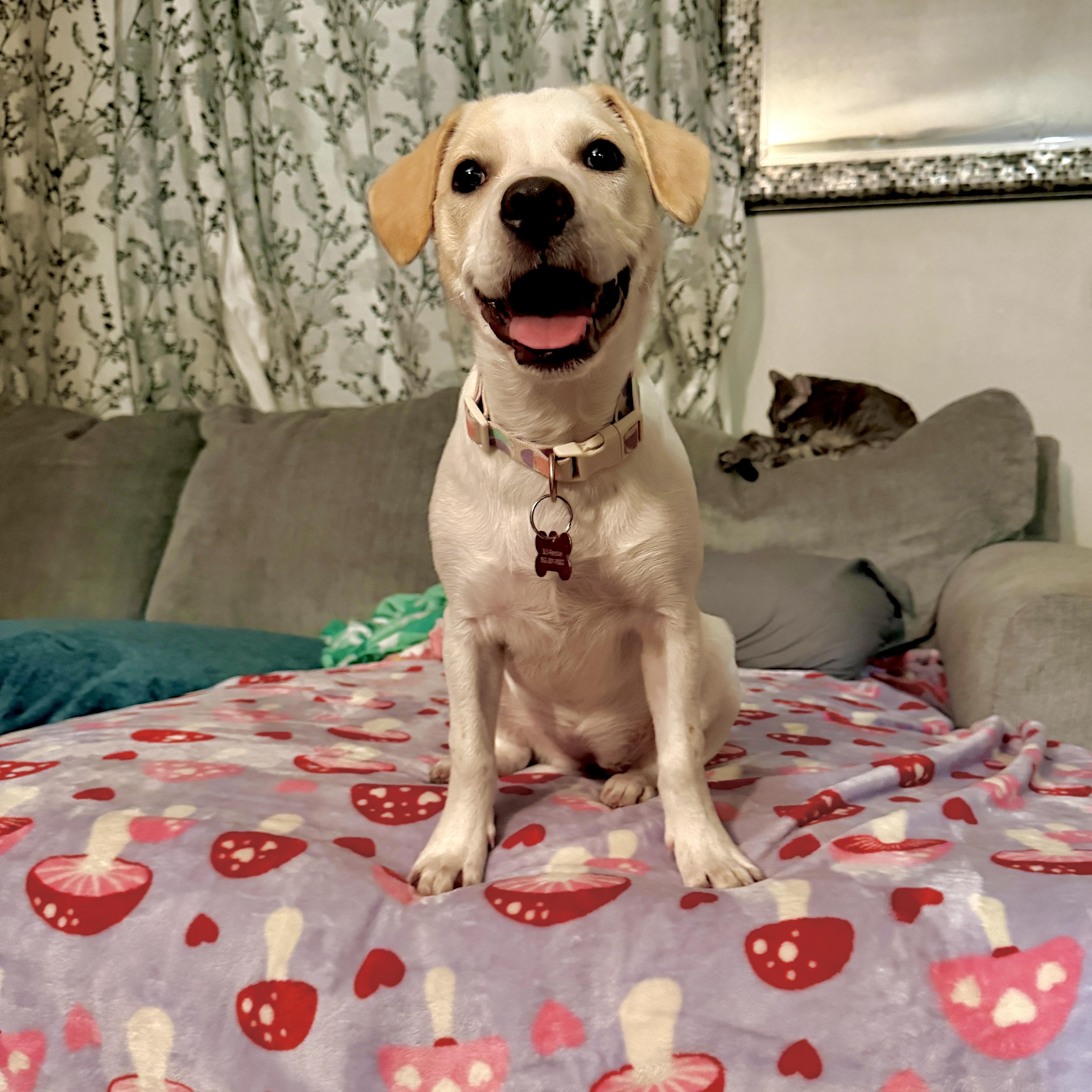 Enlarge Annie, a Adoptable mixed breed in Prior Lake, MN image 2/6