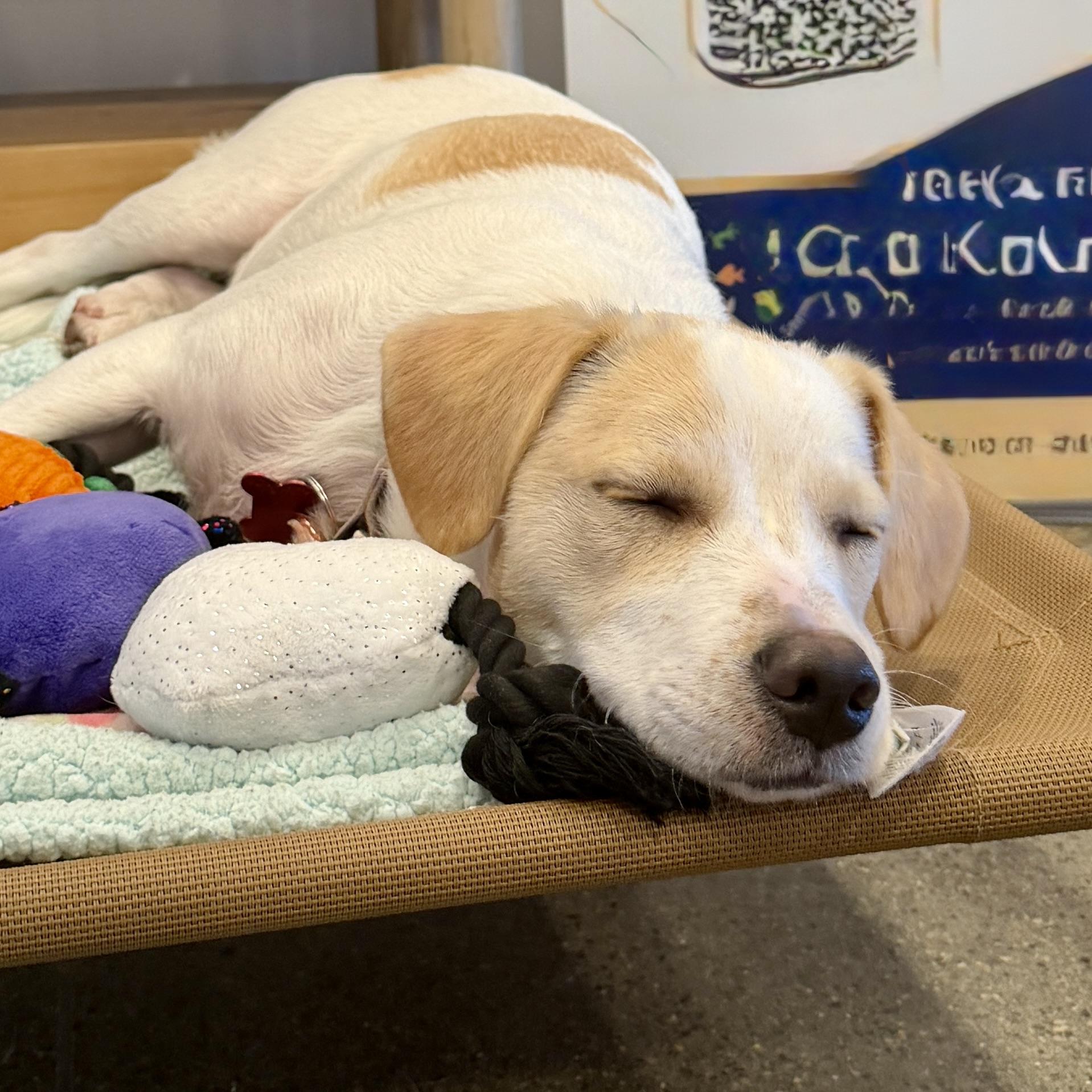 Enlarge Annie, a Adoptable mixed breed in Prior Lake, MN image 5/6